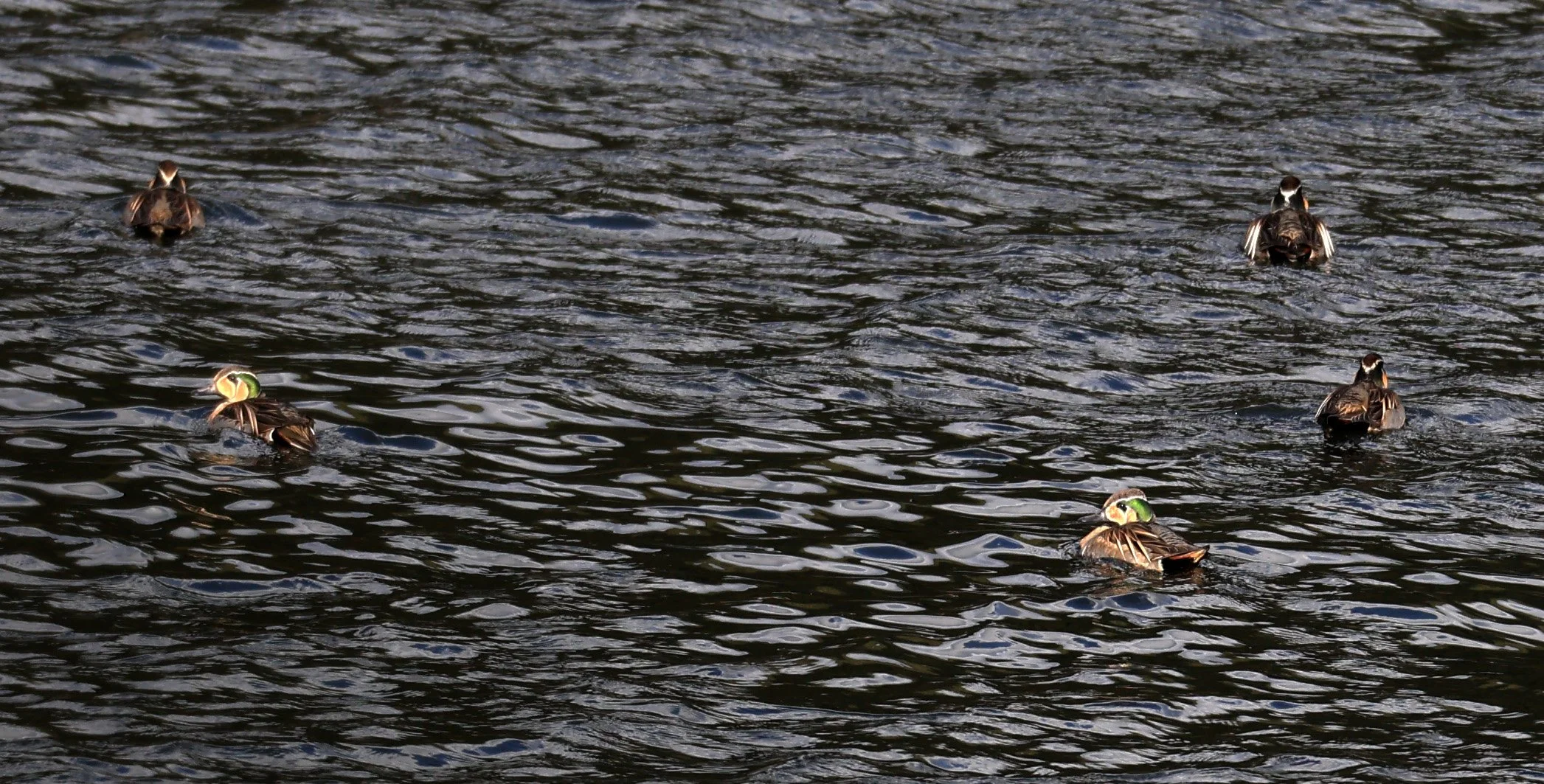 Baikal teal (Sibirionetta formosa) Takagawa Dam Lake, Kagoshima Japan (39).jpg