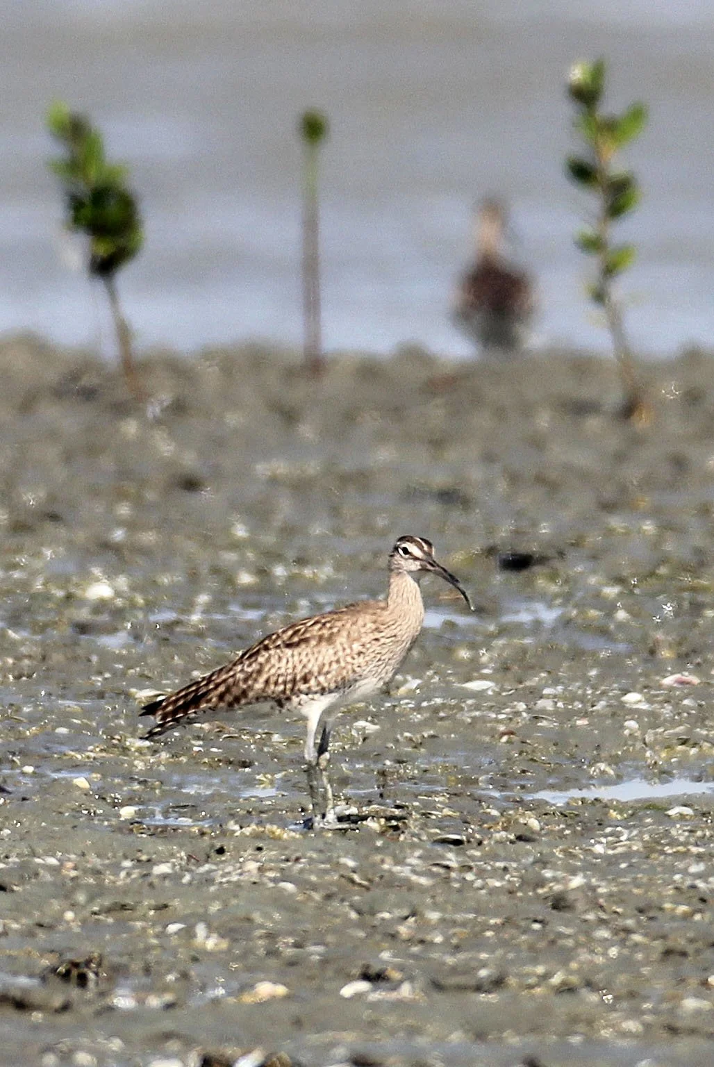 WHIMBREL - Numenius phaeopus - PAK THALE LIAM PAK BIA THAILAND (11).JPG
