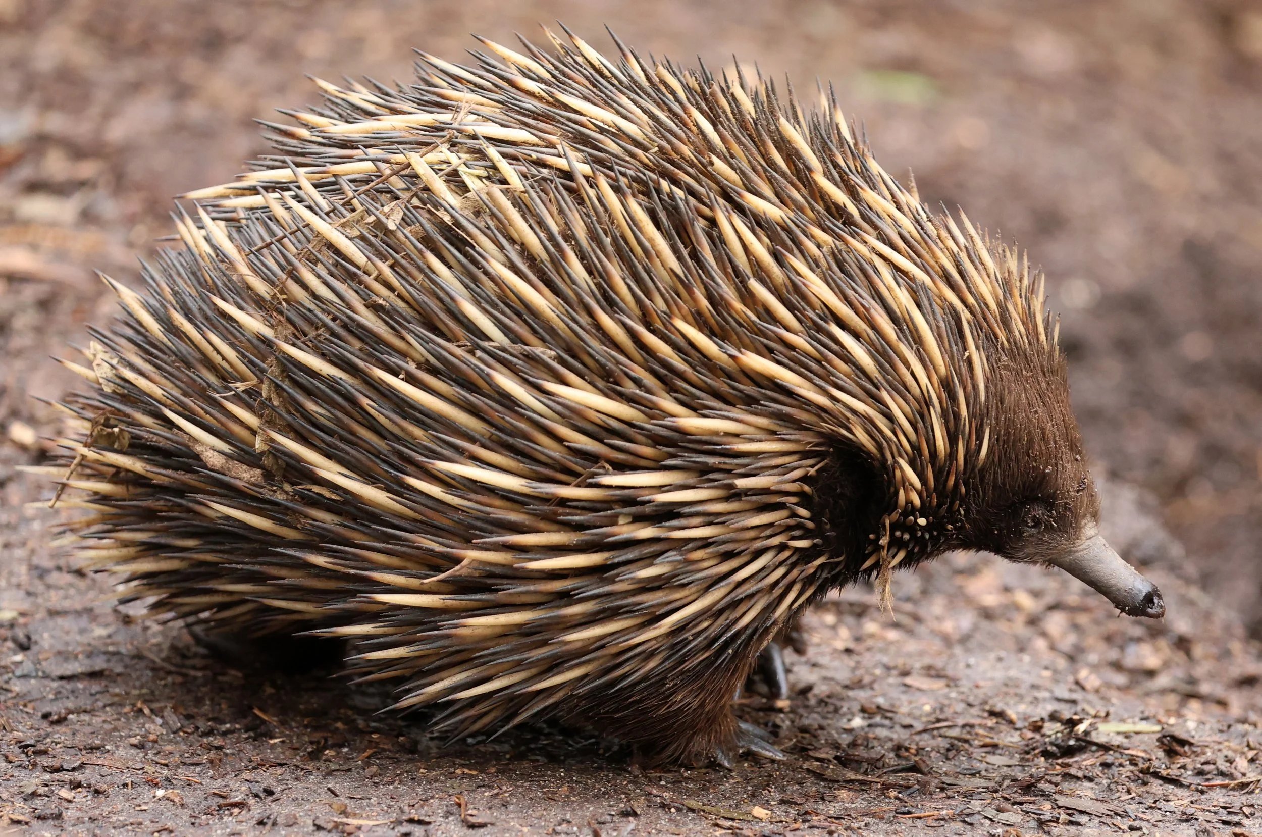 Western Short-beaked Echidna (Tachyglossus aculeatus acanthion) Cleland National Park - South Australia