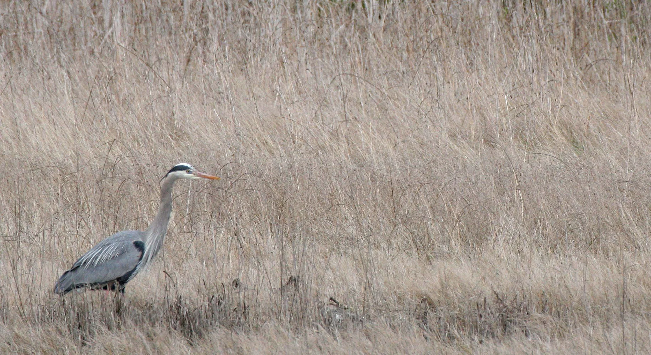BIRD - HERON - GREAT BLUE HERON - JOHN WAYNE MARINA MARSH SEQUIM WA.JPG