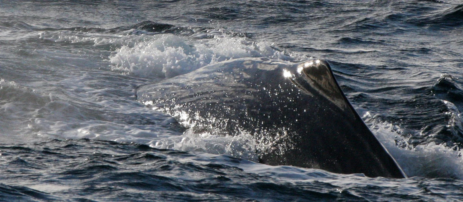CETACEAN - WHALE - SPERM WHALE OFF COAST OF TROMSO NORWAY (19).jpg