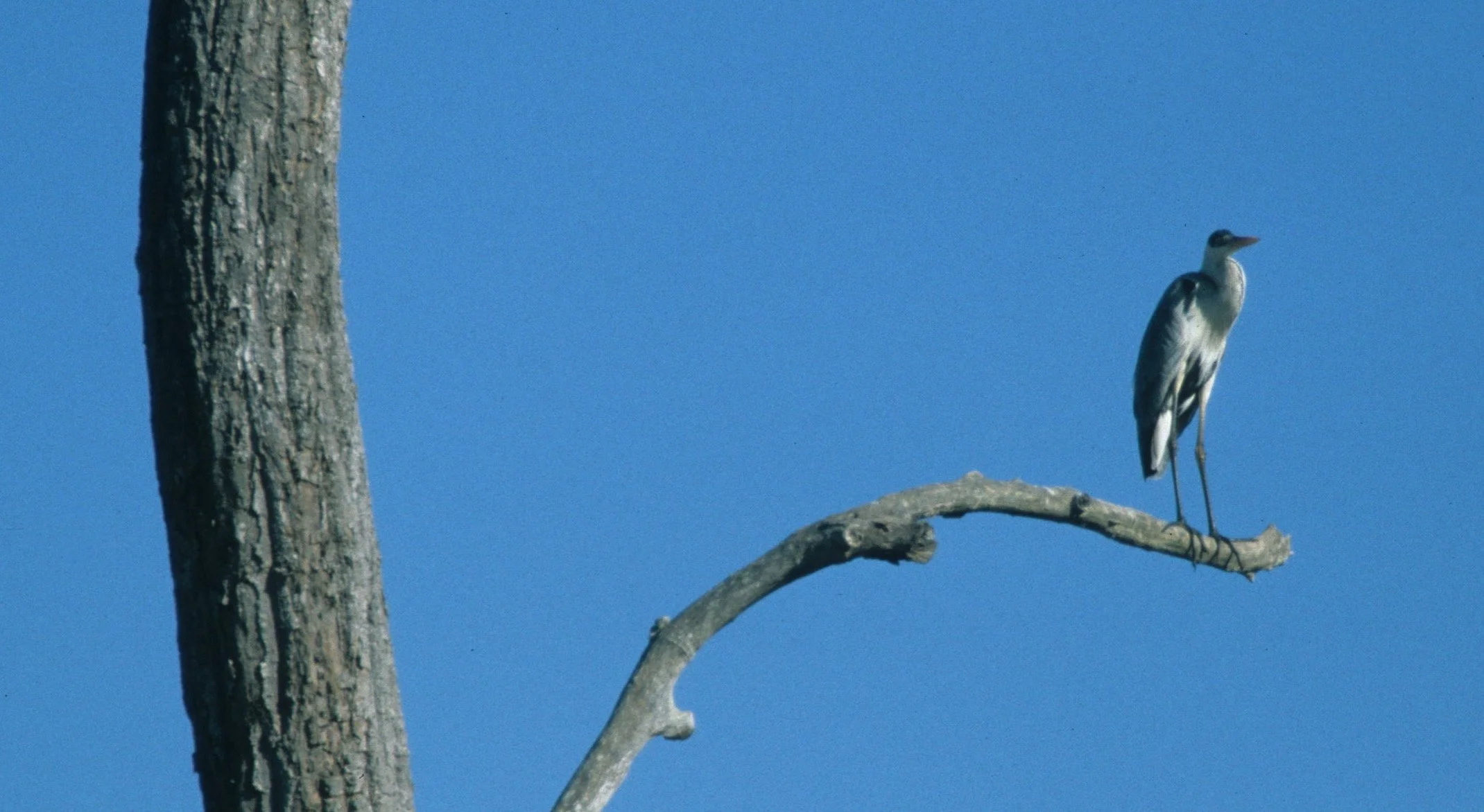 HERON - COCOI HERON (WHITE NECKED) - Ardea cocoi - PANTANAL BRAZIL (19).jpg