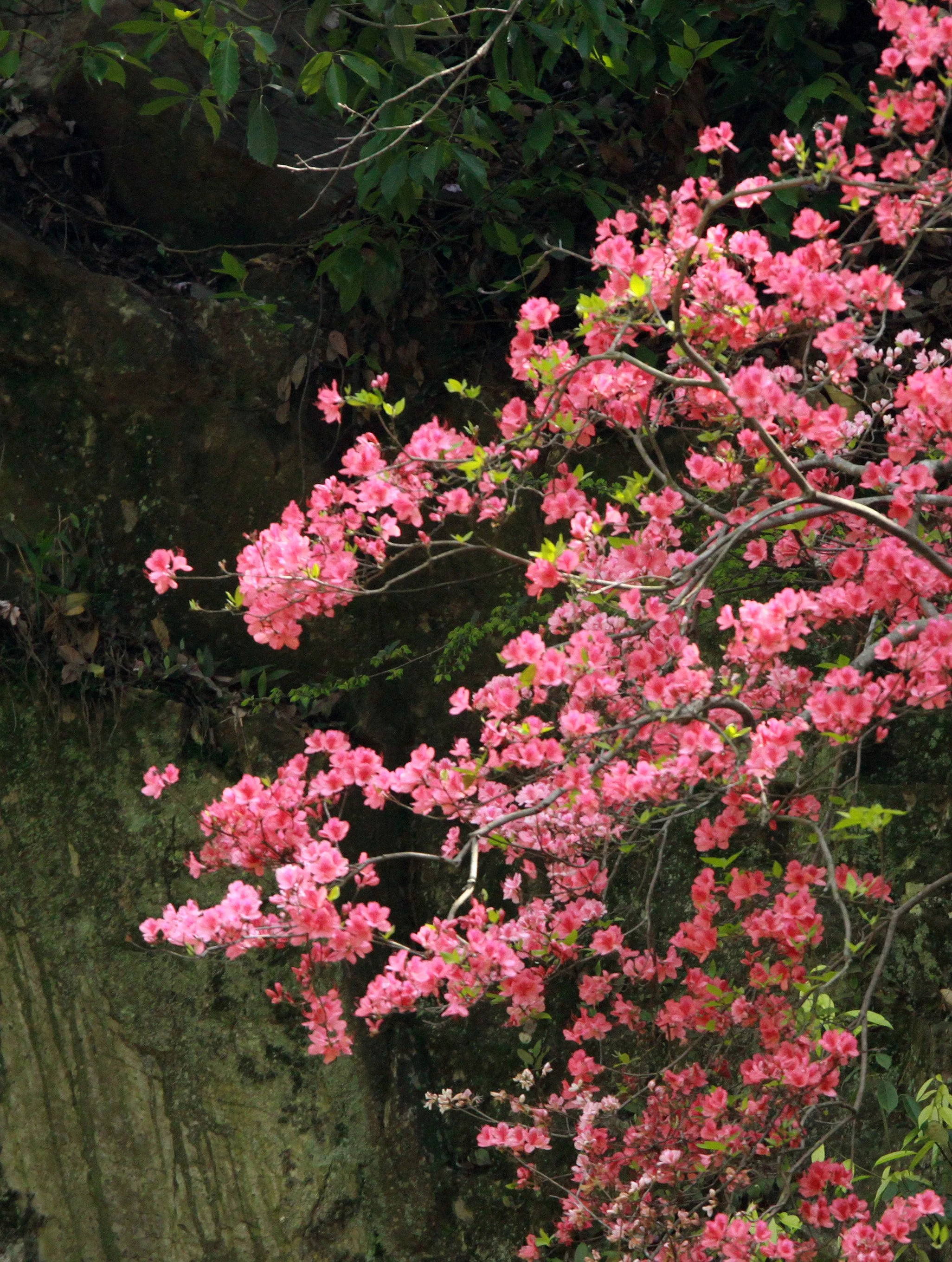 MONKEY VALLEY - FUXI VILLAGE NEAR HUANGSHAN CHINA (108).JPG