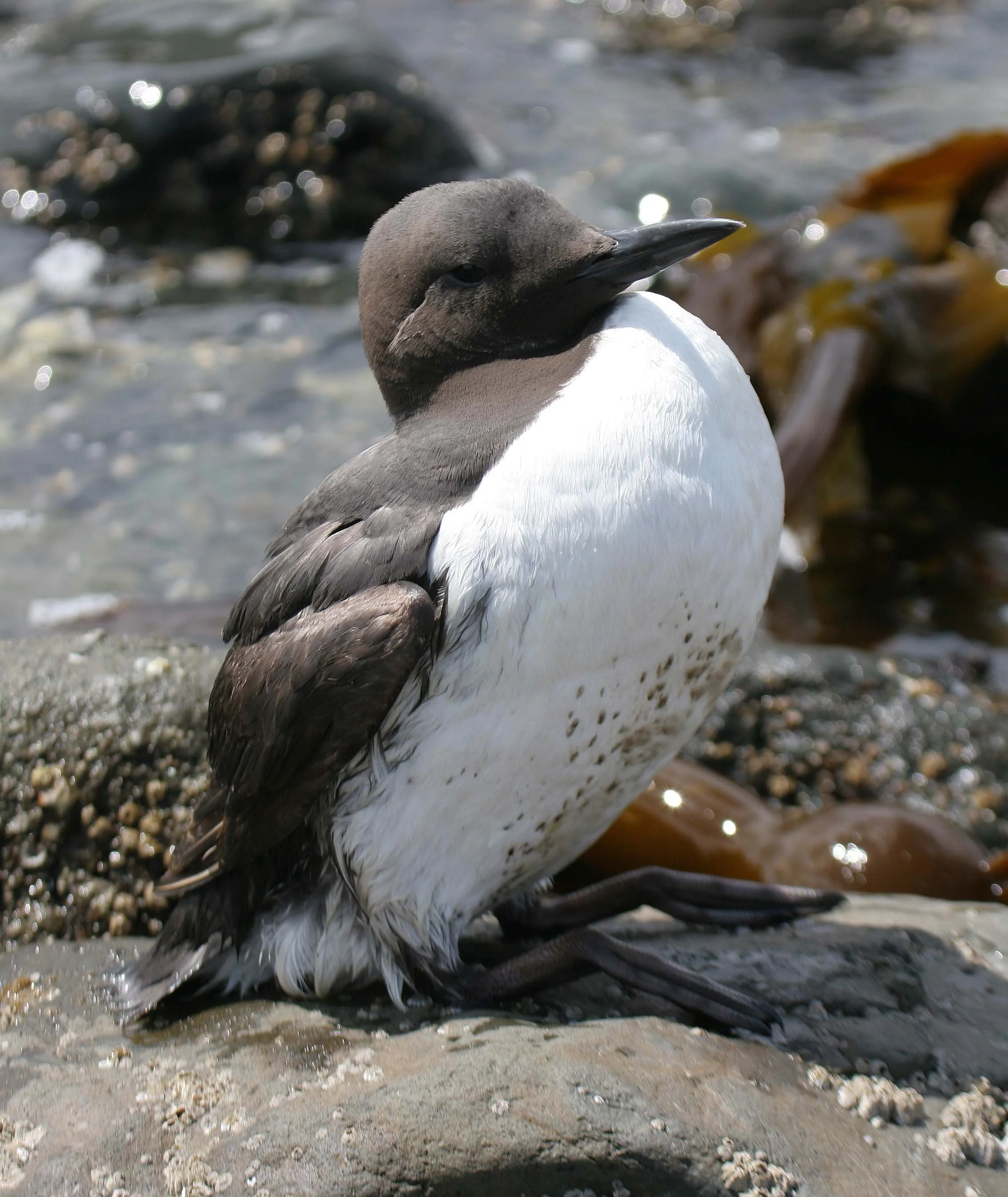 Uria aalge - COMMON MURRE - FRESHWATER BAY (6).jpg