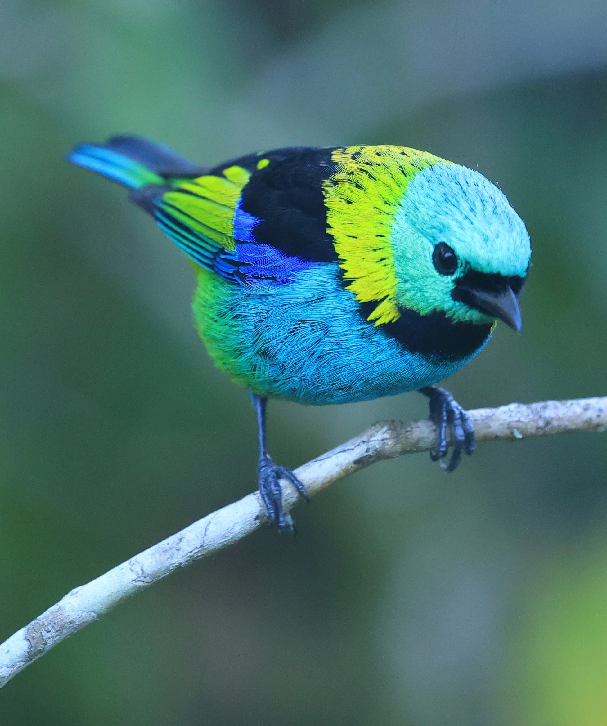 Green-headed Tanager (Tangara seledon)  Superagui National Park, Brazil (207).jpg