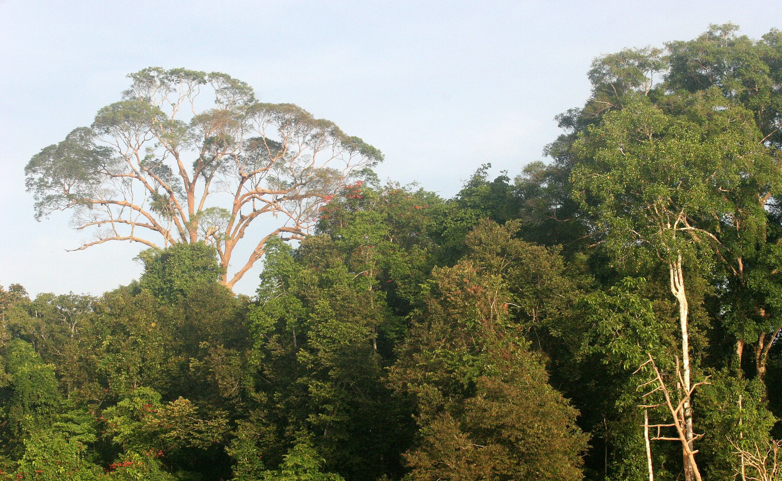 KINABATANGAN RIVER BORNEO - FOREST GIANT - KOMPASIA TREE (4).JPG