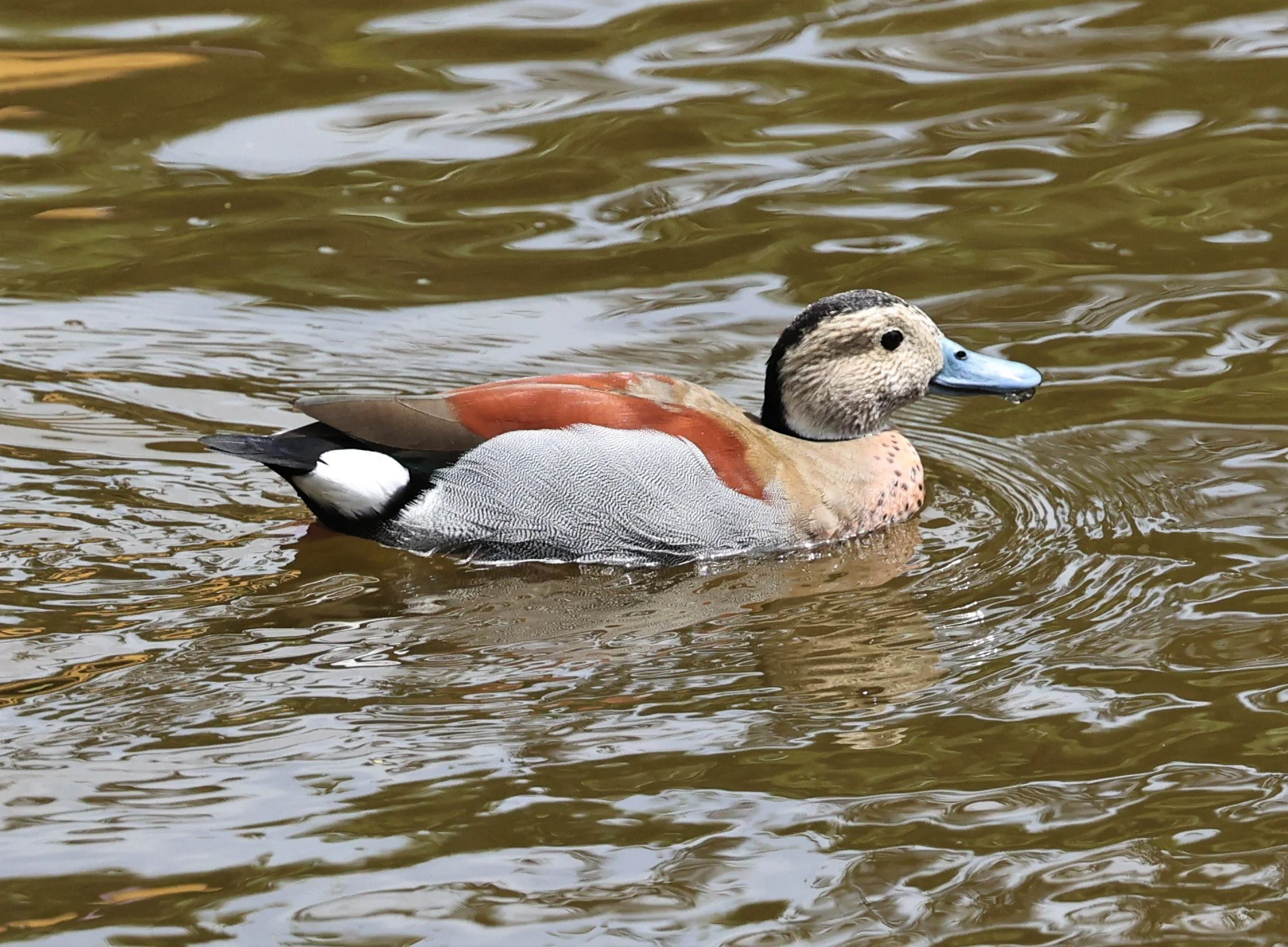 Callonetta leucophrys - RINGED TEAL - FRASER'S HILL RAUB DISTRICT PAHANG MALAYSIA (2).jpg