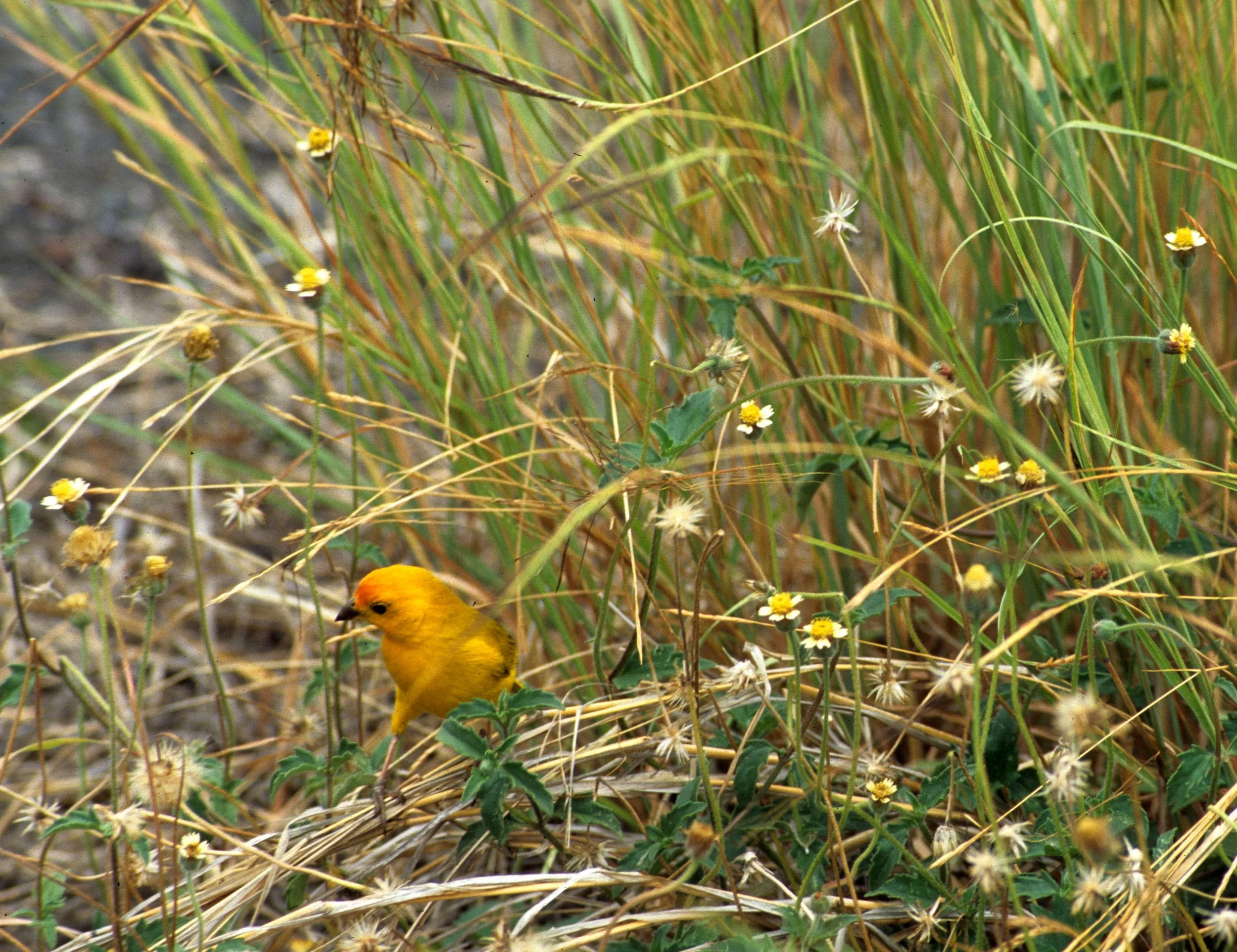 BIRD - FINCH - SAFFRON FINCH - SICALIS FLAVEOLA - EMBERIZIDAE.jpg
