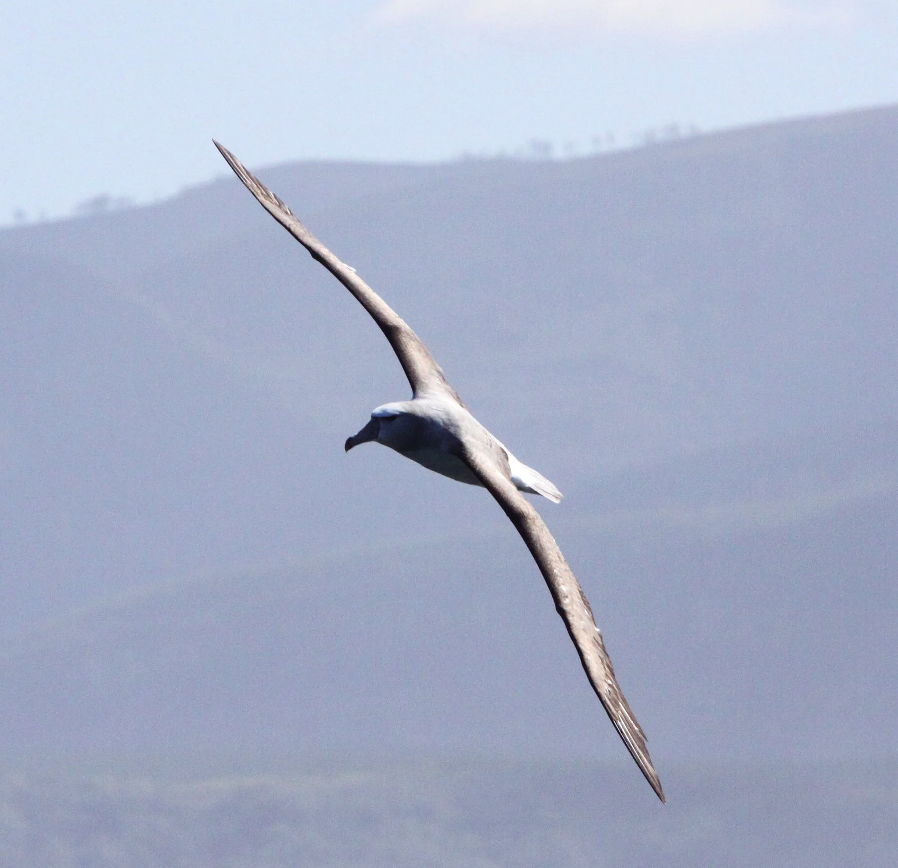 BIRD - ALBATROSS - SHY ALBATROSS - PLETTENBERG BAY SOUTH AFRICA (10).JPG