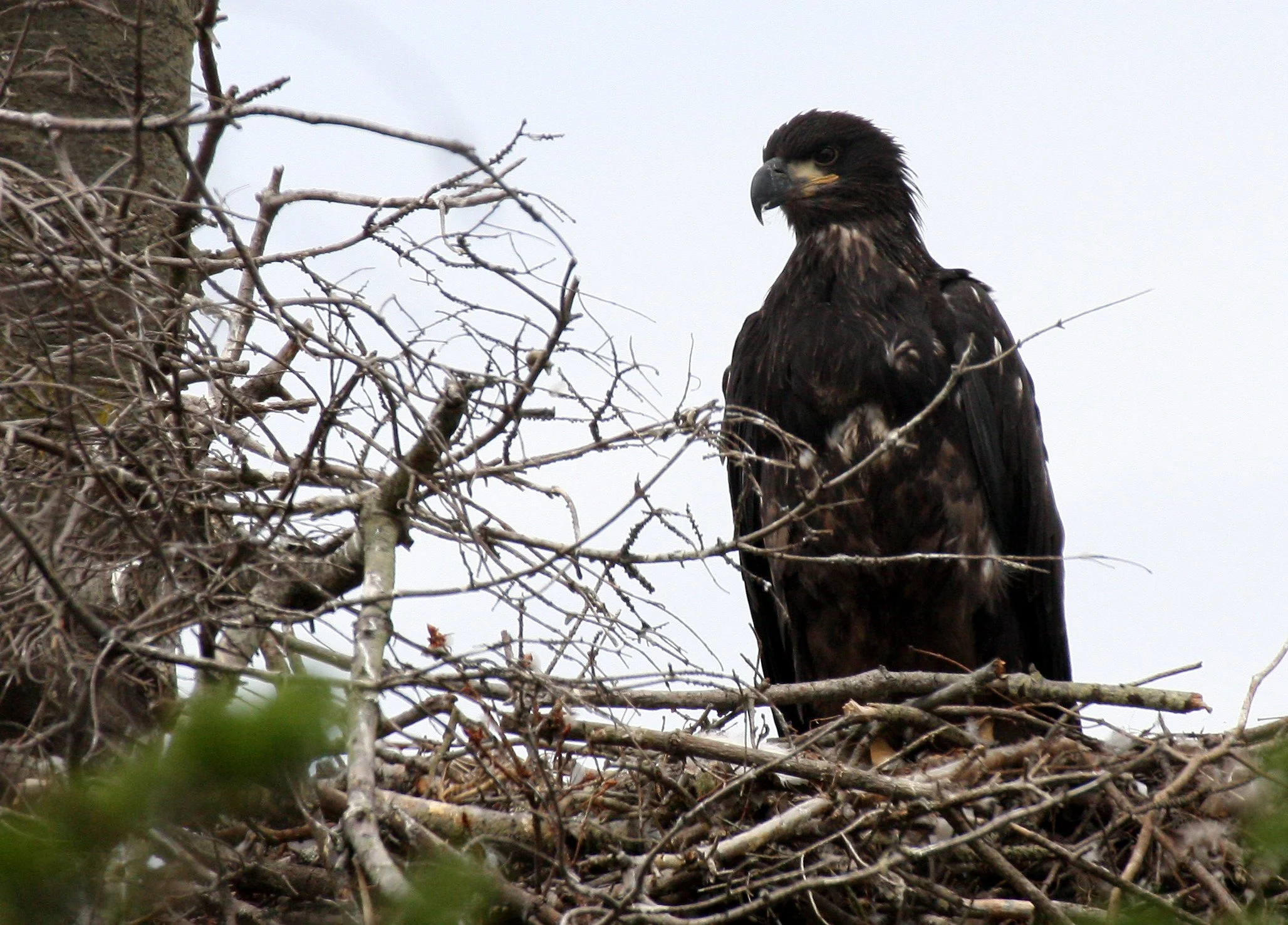 Haliaeetus leucocephalus - AMERICAN BALD EAGLE - CHICKS - CLINE SPIT OVERLOOK - SEQUIM DUNGENESS BLUFFS (26).JPG