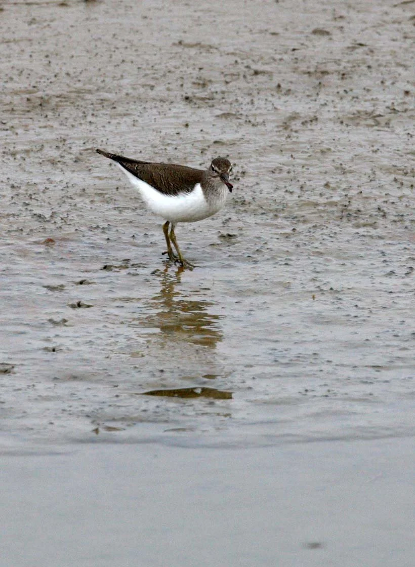 BIRD - SANDPIPER - COMMON SANDPIPER- YANCHENG CHINA (20).JPG