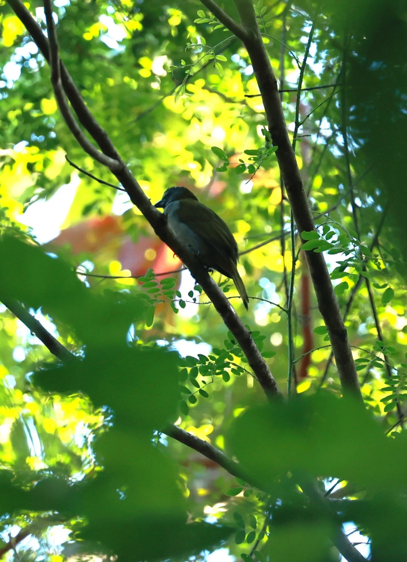Antshrike - Cinereous  Antshrike - Thamnomanes caesius - Illeus, Bahia Brazil, Una Township Area  (3).JPG