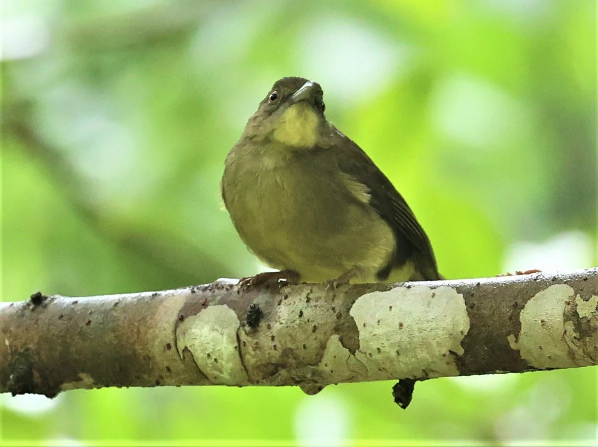 BULBUL - FINSCH'S BULBUL - Iole finschii - HALA BALA WILDLIFE SANCTUARY APRIL 2022 (16).jpg