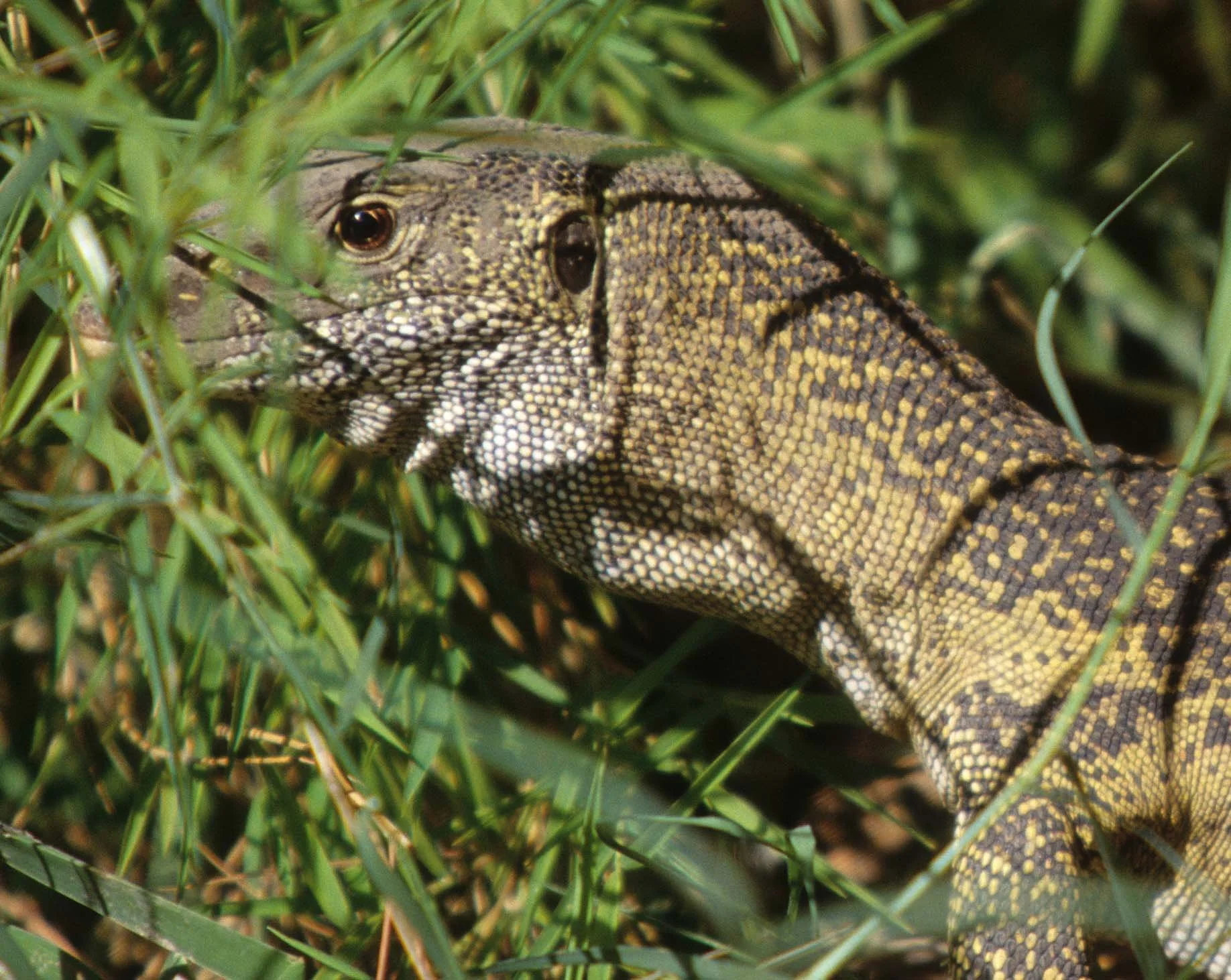 REPTILE- MONITOR LIZARD - SHABA B.jpg