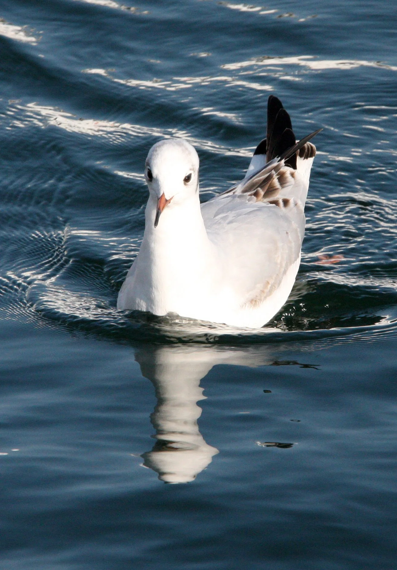 BIRD - GULL - BLACK-HEADED GULL - SHIZUOKA PREFECTURE JAPAN (3).JPG