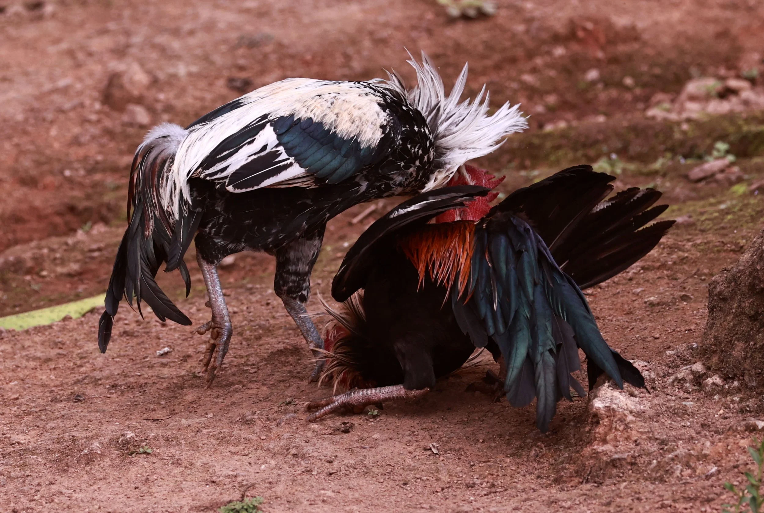 Gallus domesticus - Fighting Domestic Roosters - Solar Village Expedition 2024 - Wiang Haeng Township, Pang Hua Village, Chiang Mai (49).jpg