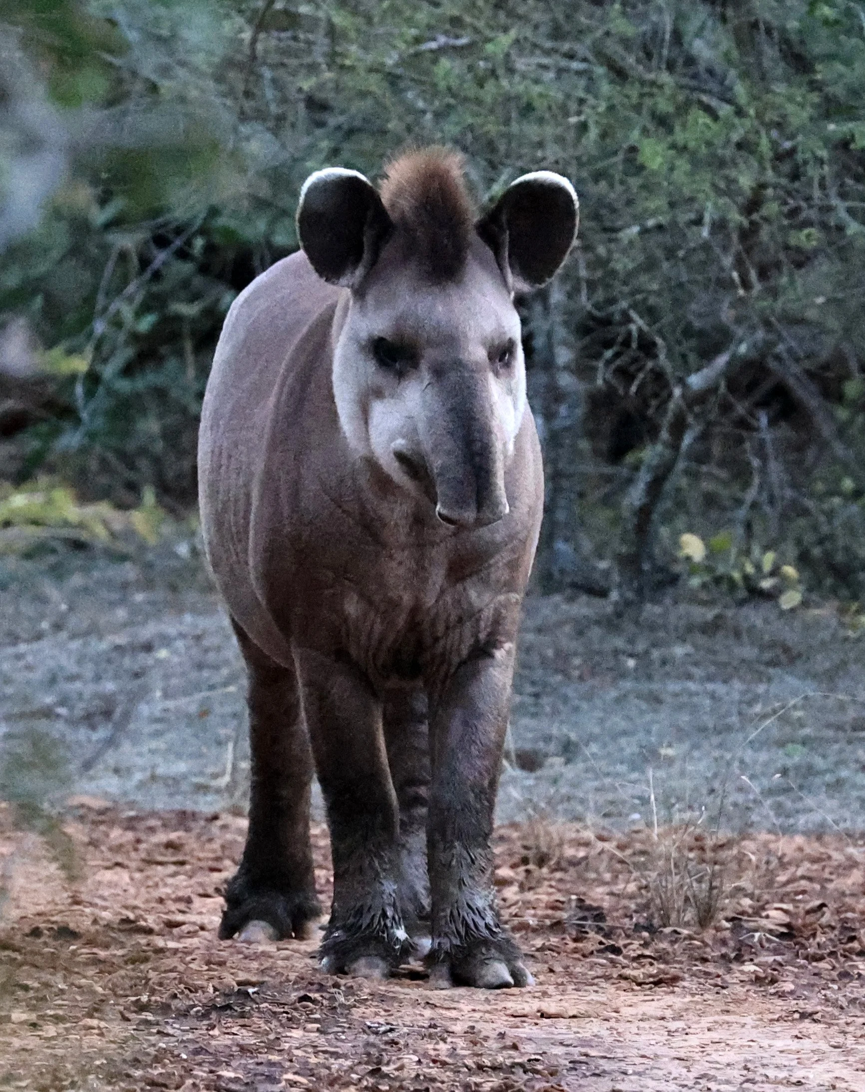 South American Tapir (Tapirus terrestris) Parque Nacional Teniente Agripino Enciso (6).jpg