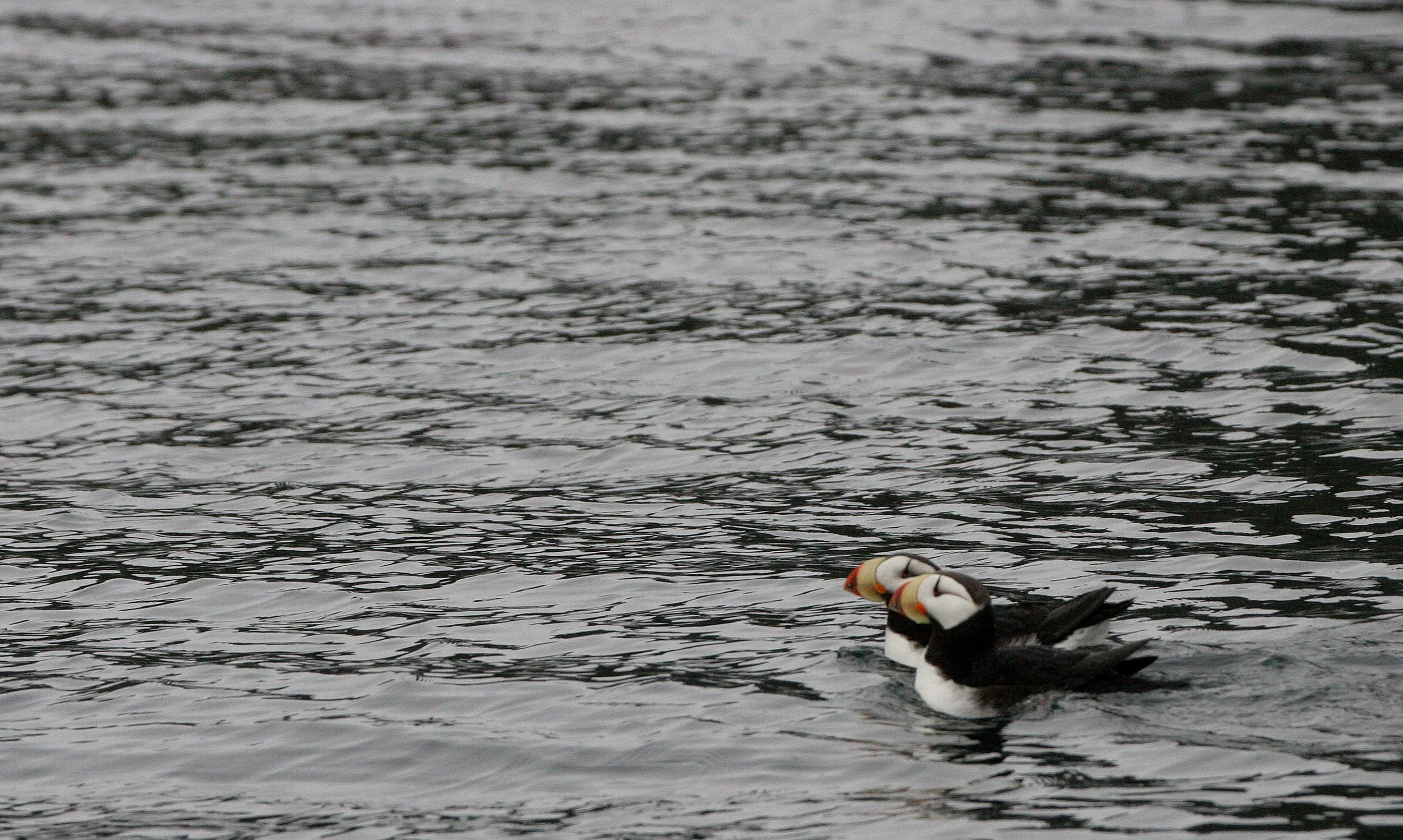 Fratercula corniculata - HORNED PUFFIN - KAMCHATKA COAST (4).jpg