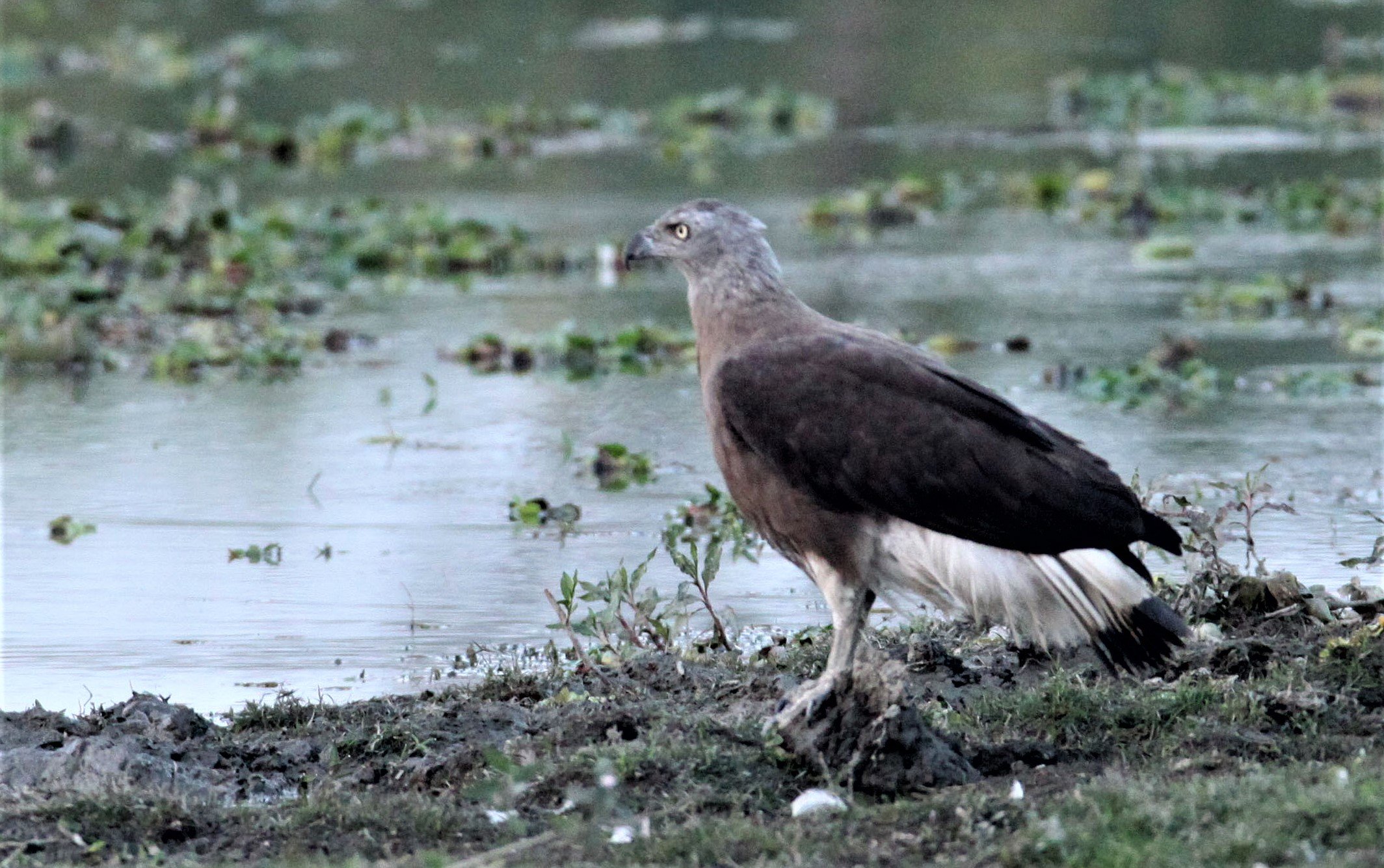 Haliaeetus ichthyaetus - GREY-HEADED FISH EAGLE - KAZIRANGA NATIONAL PARK ASSAM INDIA aa4.jpg