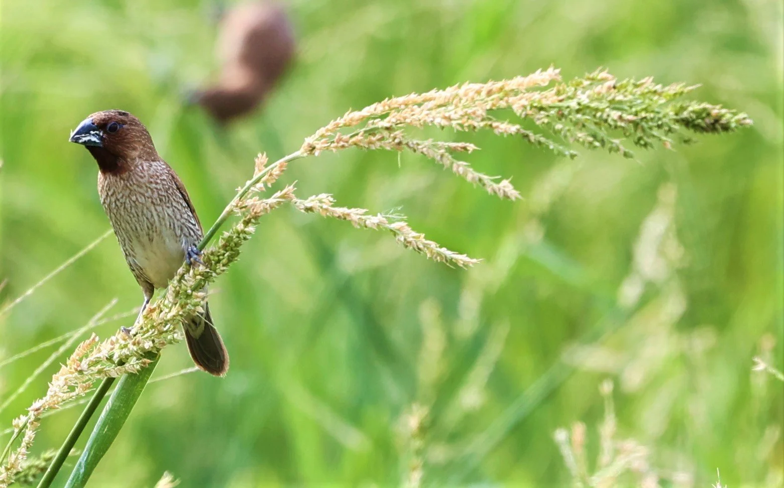 MUNIA - SCALY BREASTED MUNIA - Lonchura punctulata - THAP YAO RICEFIELDS LAT KRABANG 12 OCTOBER 2021 (3).jpg