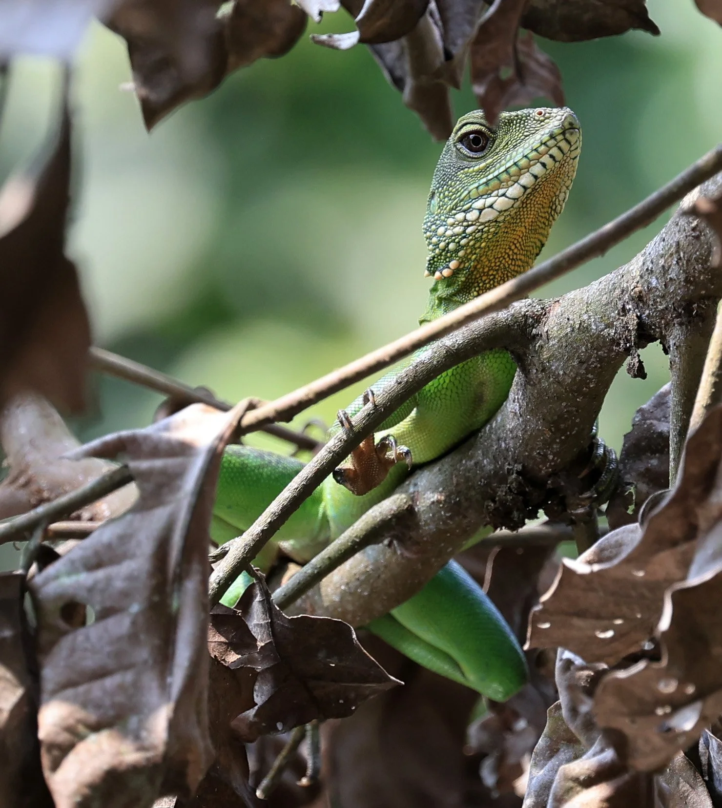 Chinese Water Dragon (Physignathus cocincinus) Khao Yai National Park Feb 2026 Day 3 (14).jpg