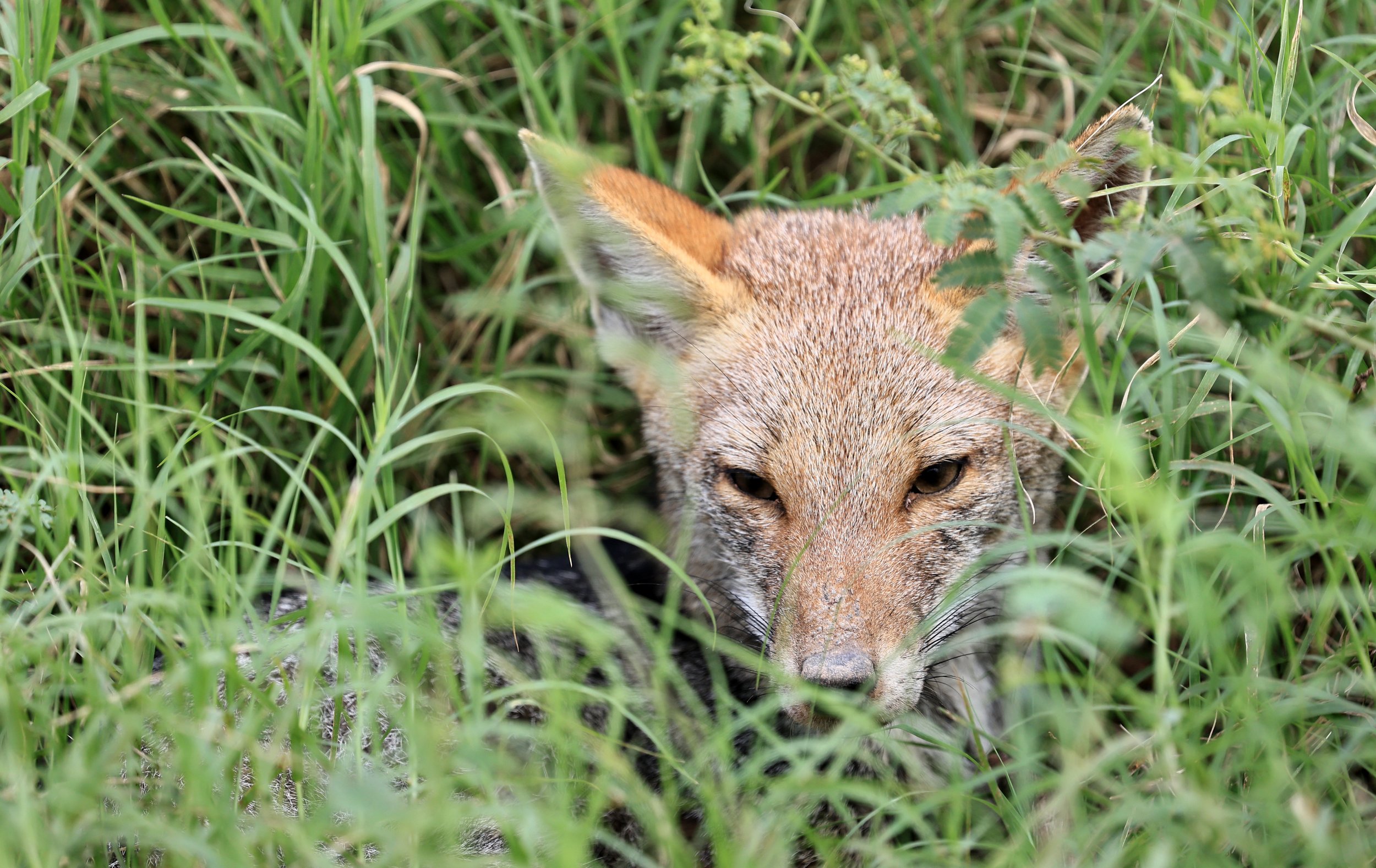 Pampas Fox (Lycalopex gymnocerca) Agua Dulce Paraguay (9).jpg
