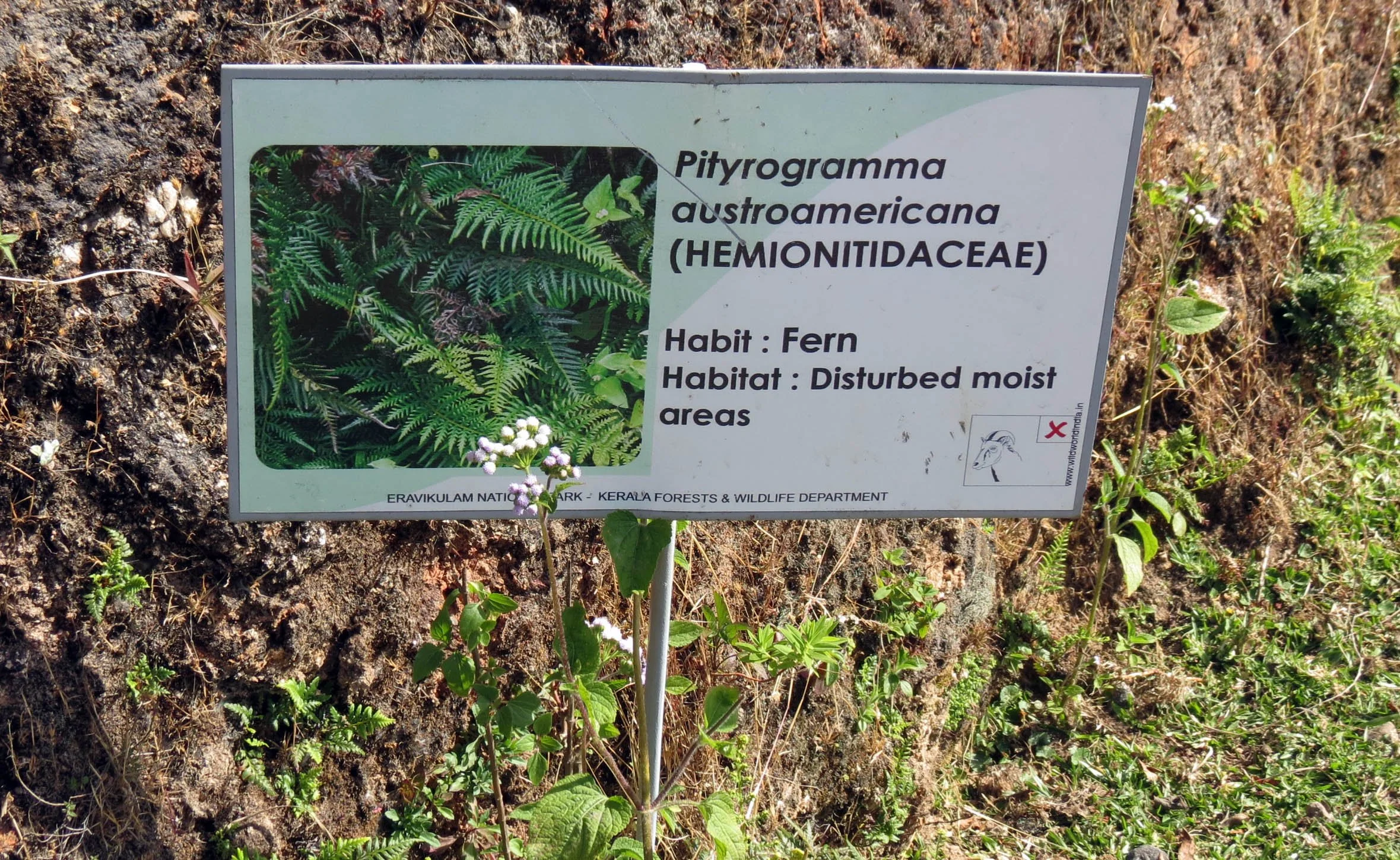 ERAVIKULUM NATIONAL PARK INDIA (13).JPG