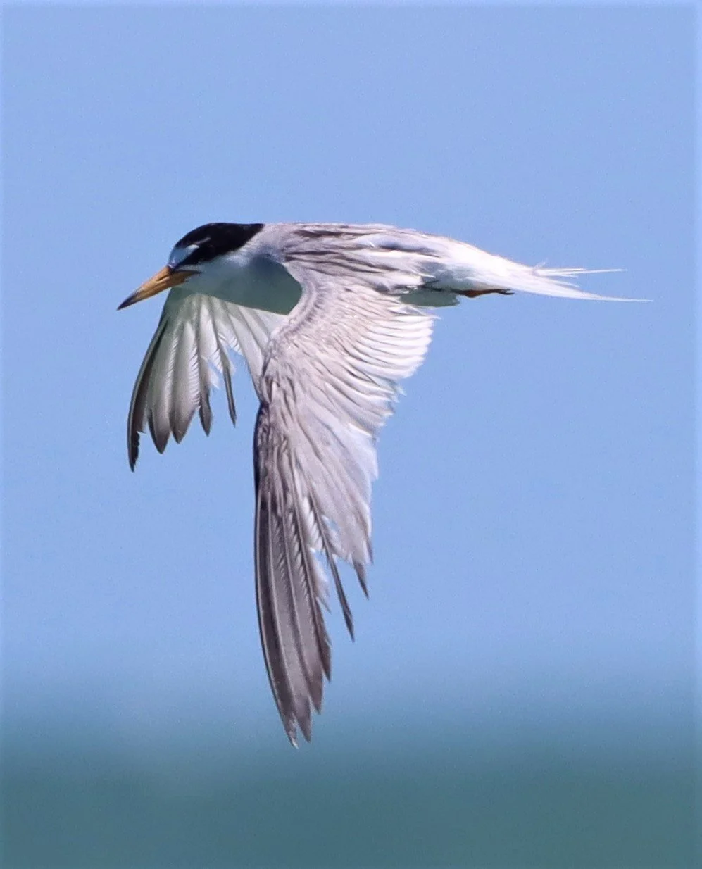 TERN - LITTLE TERN - Sterna albifrons - NEAR PETCHABURI LAUNCH FROM BAN PAK KHLONG PRAMONG THAILAND (80).jpg