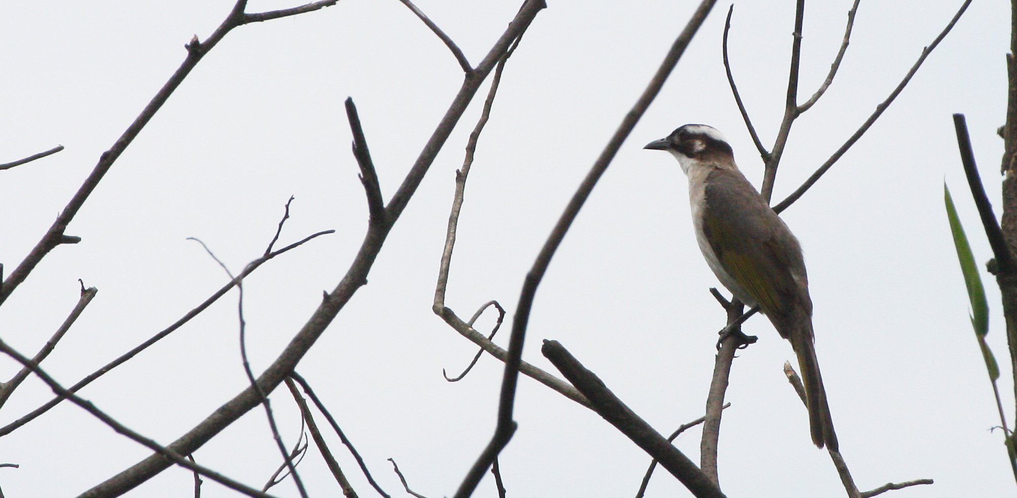 Styan's Bulbul (Pycnonotus taivanus) Taipei China (9).JPG