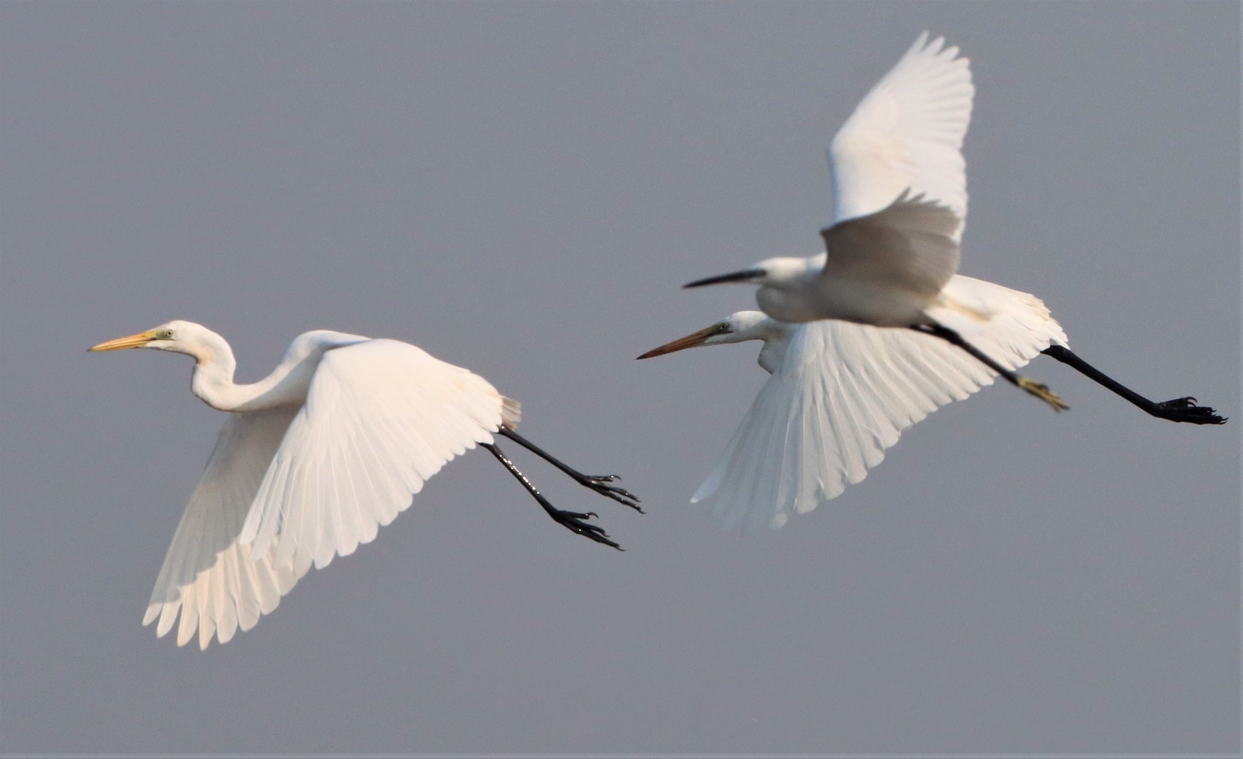 EGRET - INTERMEDIATE EGRET - Mesophoyx intermedia - BUENG BORAPHET THAILAND (20).jpg