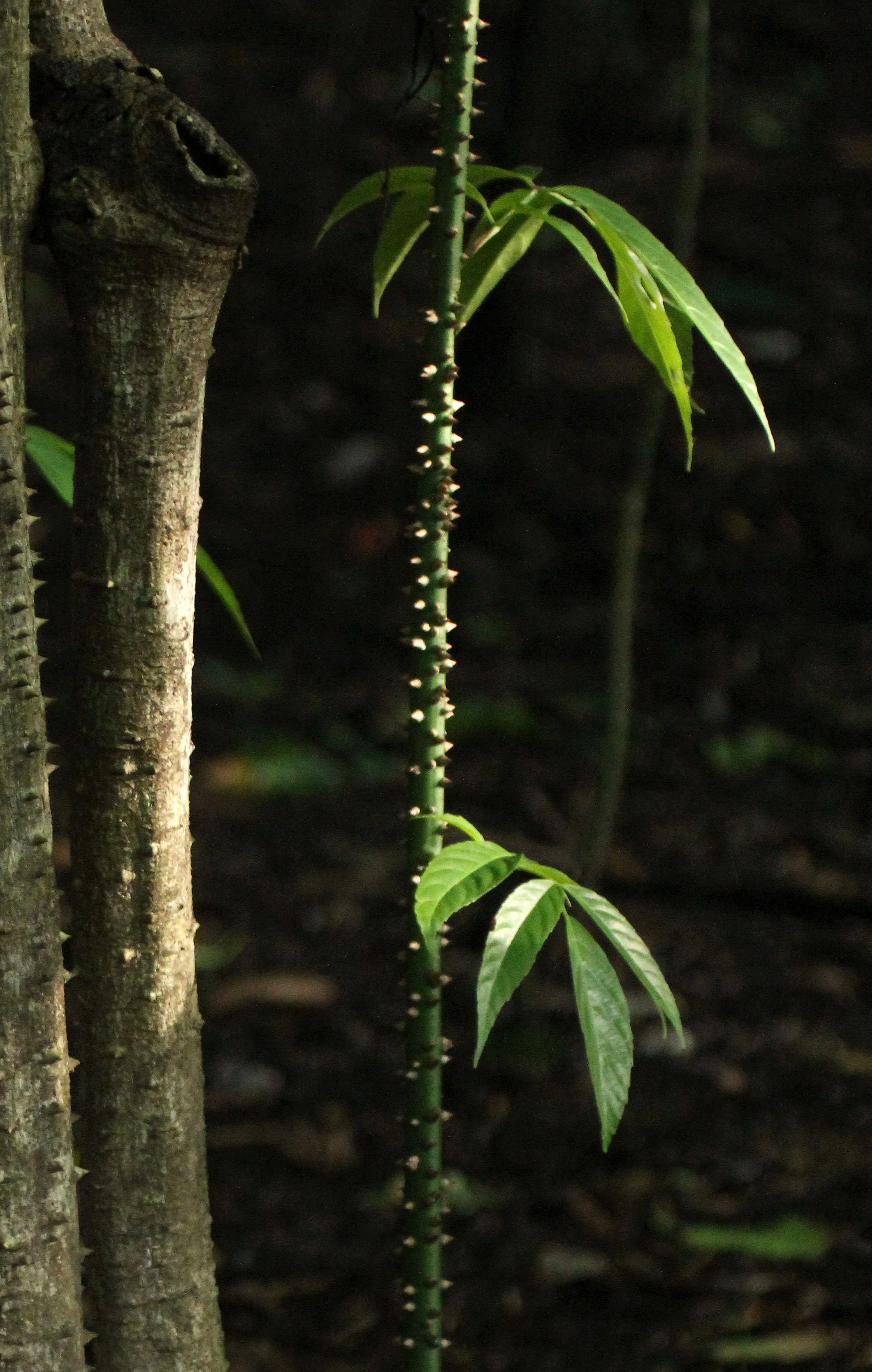 TANGKOKO NATIONAL PARK SULAWESI INDONESIA (38).JPG