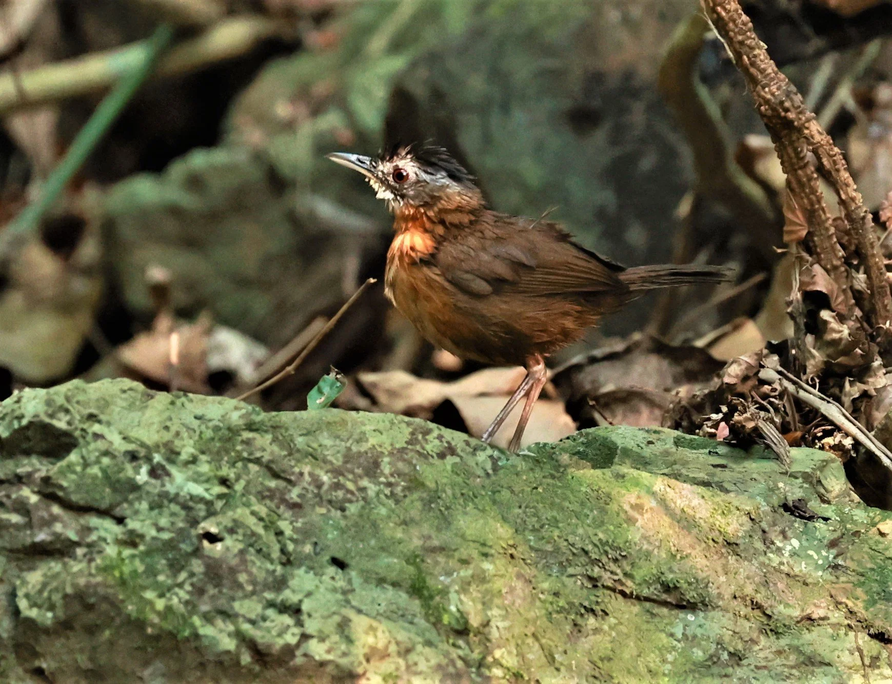 BABBLER - Black-capped babbler (Pellorneum capistratum)KRUNG CHING, KHAO LUANG NATIONAL PARK, THAILAND APRIL 2023 (20).jpg