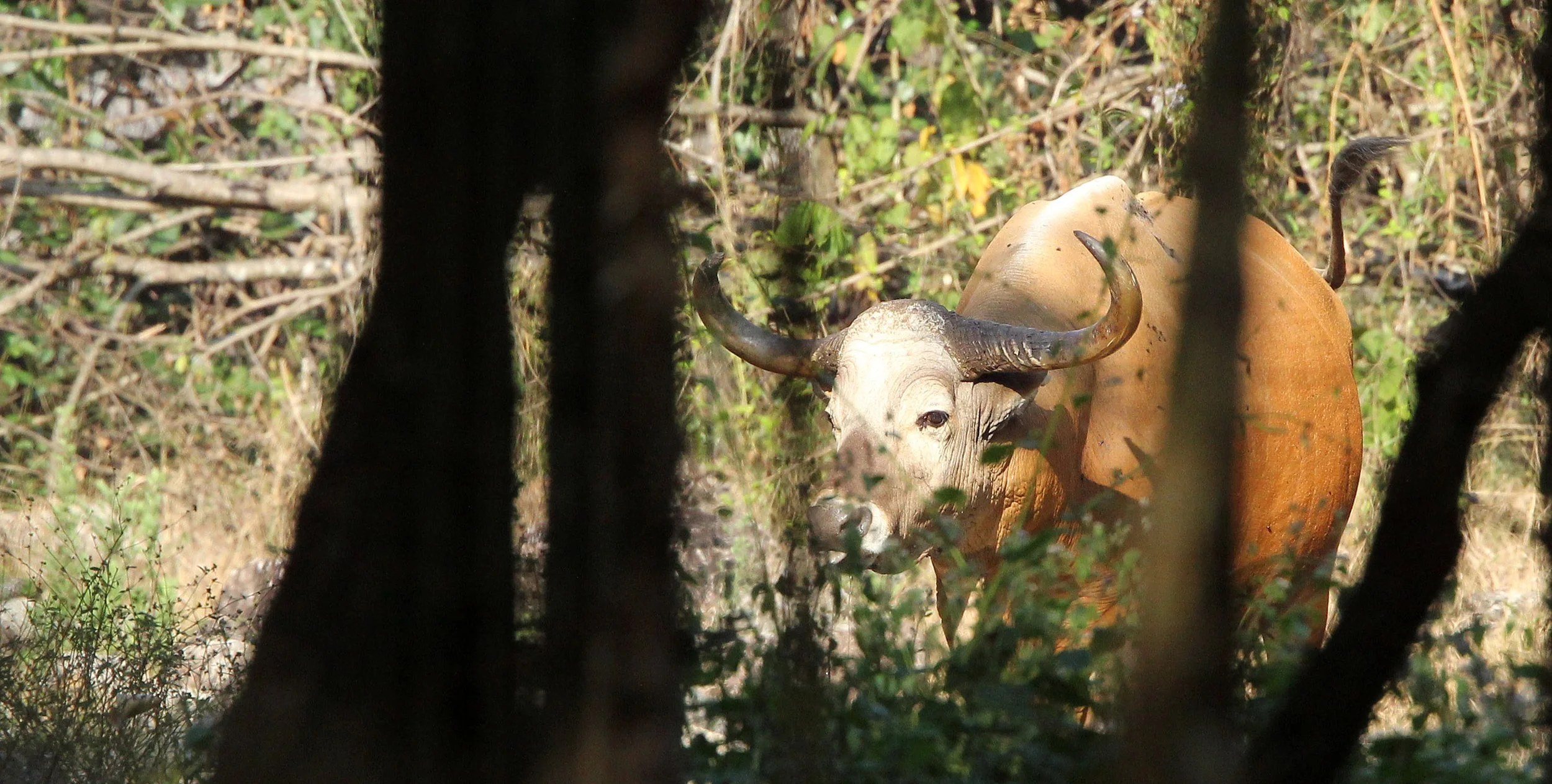 BANTENG - INDOCHINESE BANTENG - Bos javanicus birmanicus - HUAI KHA KHAENG NATURE RESERVE, THAILAND (22).JPG