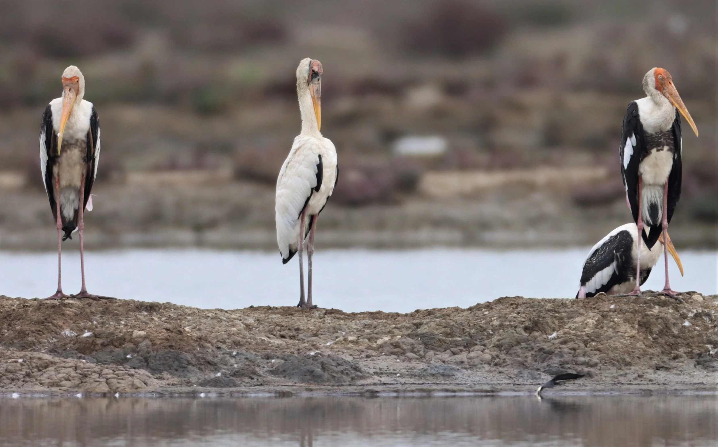 STORK - MILKY STORK - Mycteria cinerea - WITH PAINTED STORK - KHLONG TAMRU CHONBURI (50).jpg