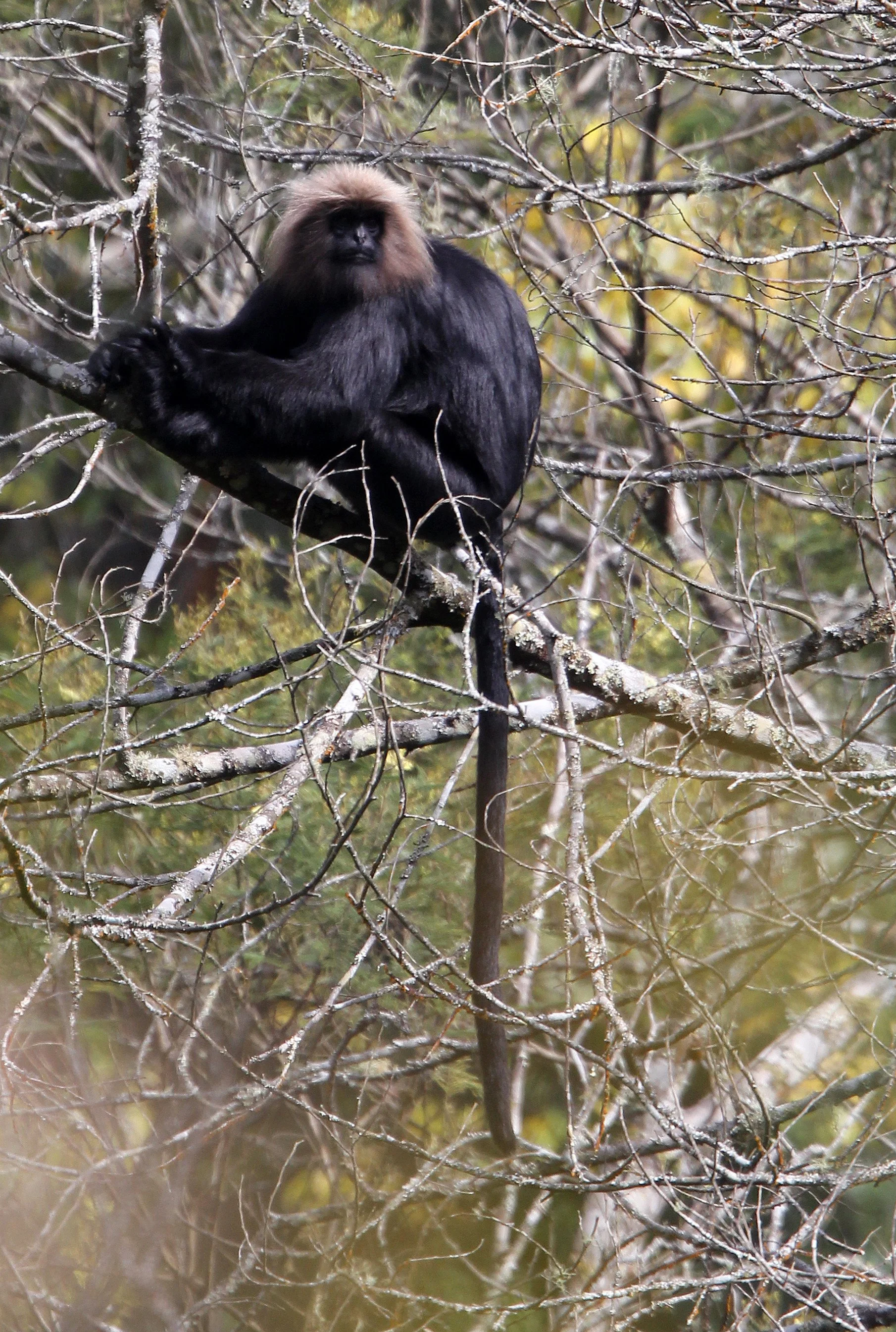 CERCOPITHECIDAE - Semnopithecus johnii - NILGIRI LANGUR - PAMPADUM SHOLA NATIONAL PARK, KERALA INDIA (35).JPG