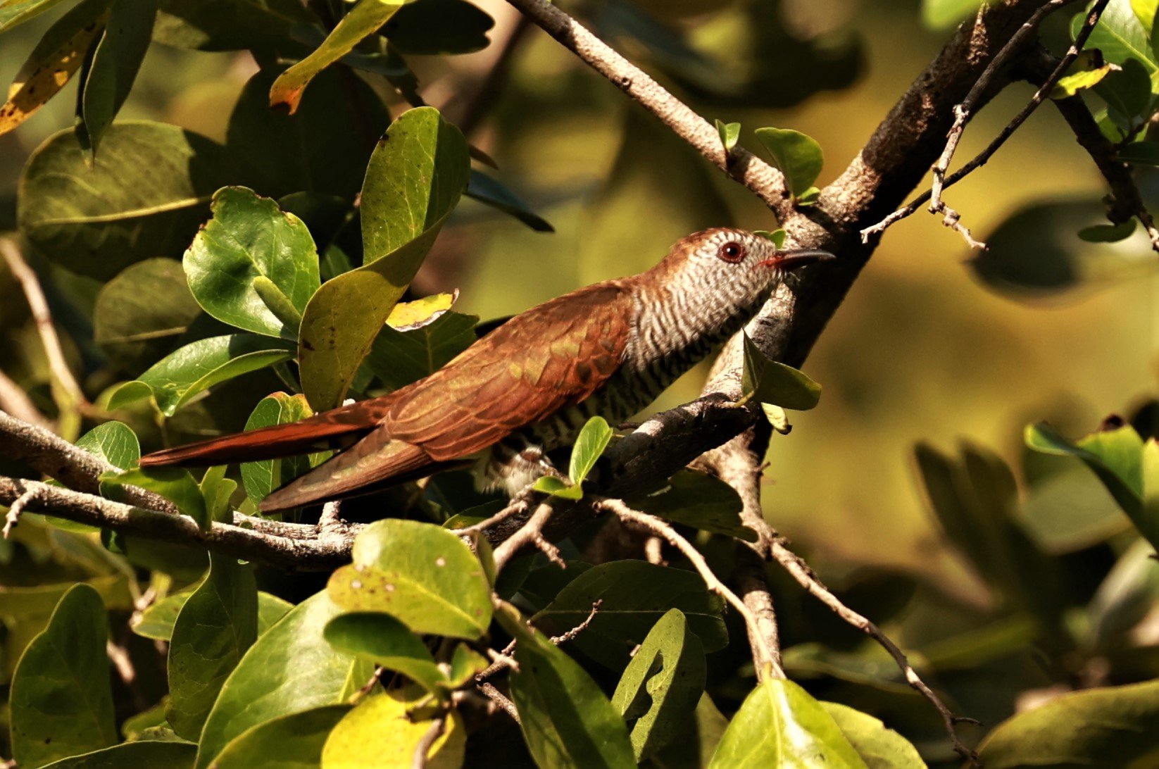 Violet Cuckoo (Chrysococcyx xanthorhynchus) Rama IX Park Bangkok (42).jpg