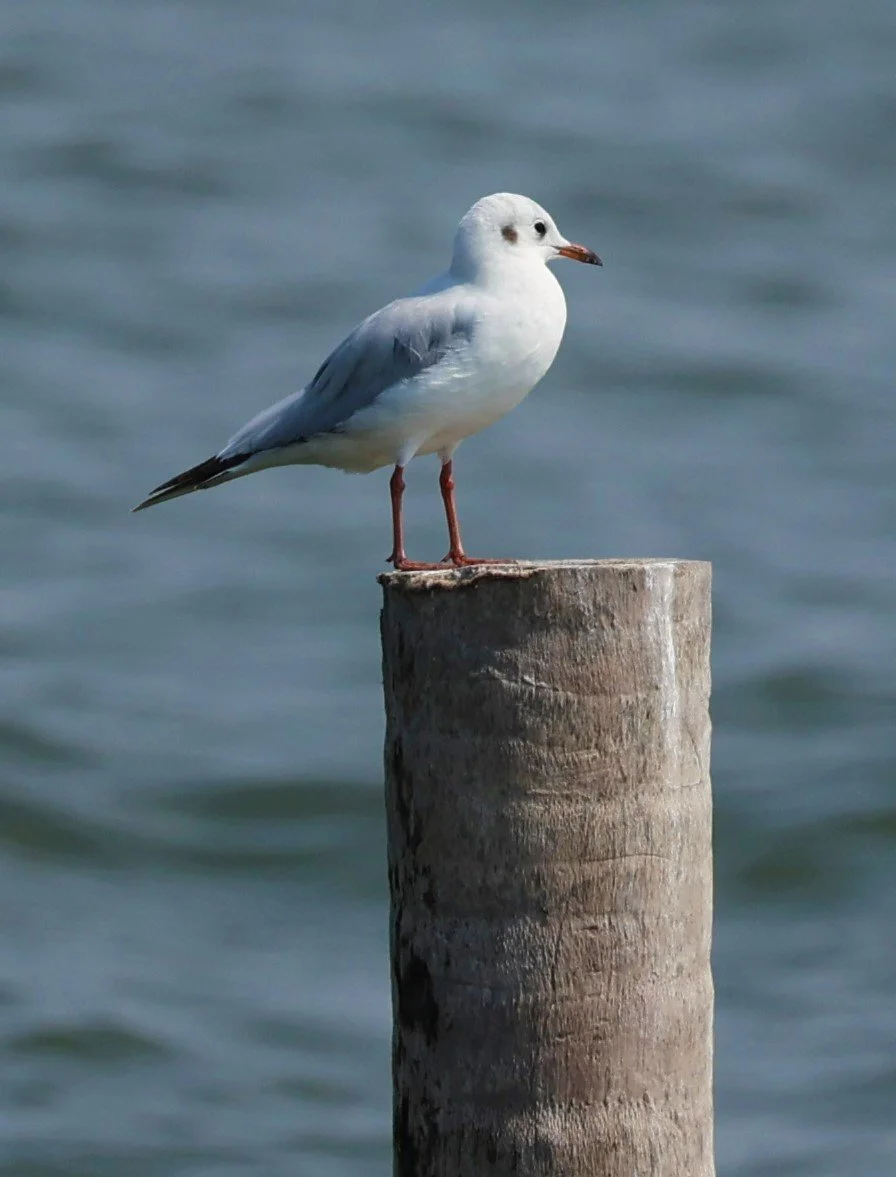 GULL - BLACK-HEADED GULL - Chroicocephalus ridibundus - GULF OF SIAM OFF BANGKOK & SAMUT SAKHORN FEB 05 2022 (1).jpg