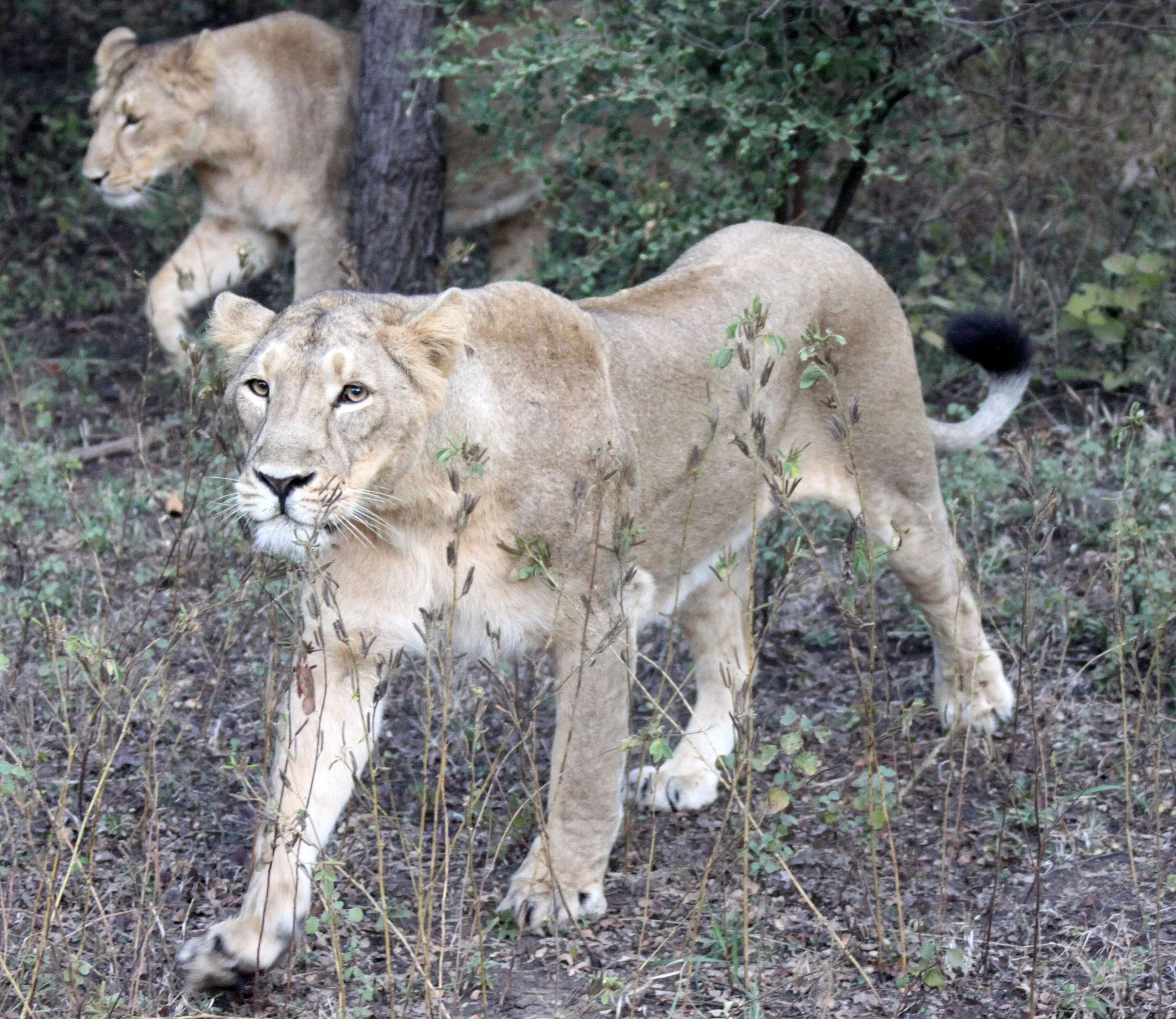 Panthera leo leo - ASIATIC LION - GIR FOREST GUJARAT INDIA (160).JPG