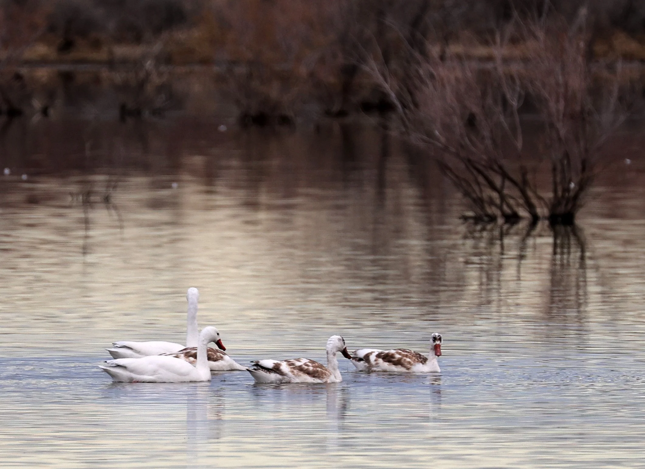 Coscoroba Swan (Coscoroba coscoroba) Lagunas del Ornitólogo, Trelew Argentina (14).jpg