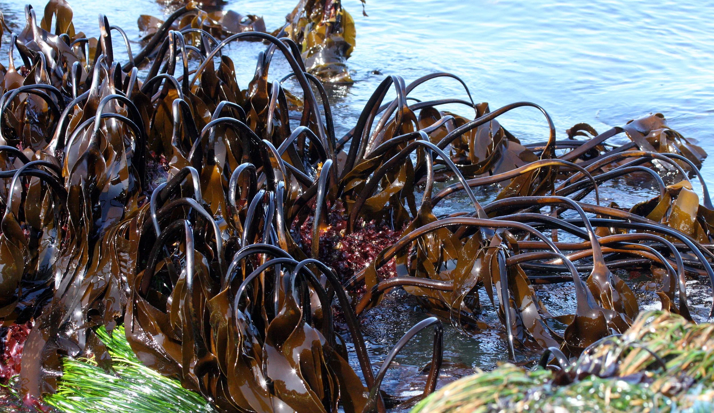 Kelp (Laminaria species) 