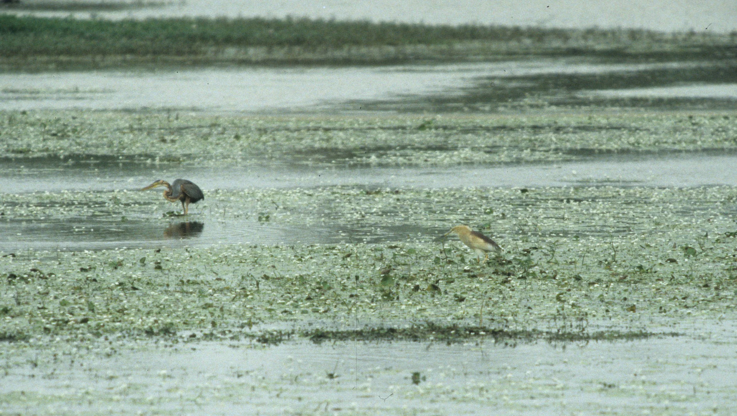 BIRD - HERON - NIGHT HERON - KALEODEO INDIA A.jpg