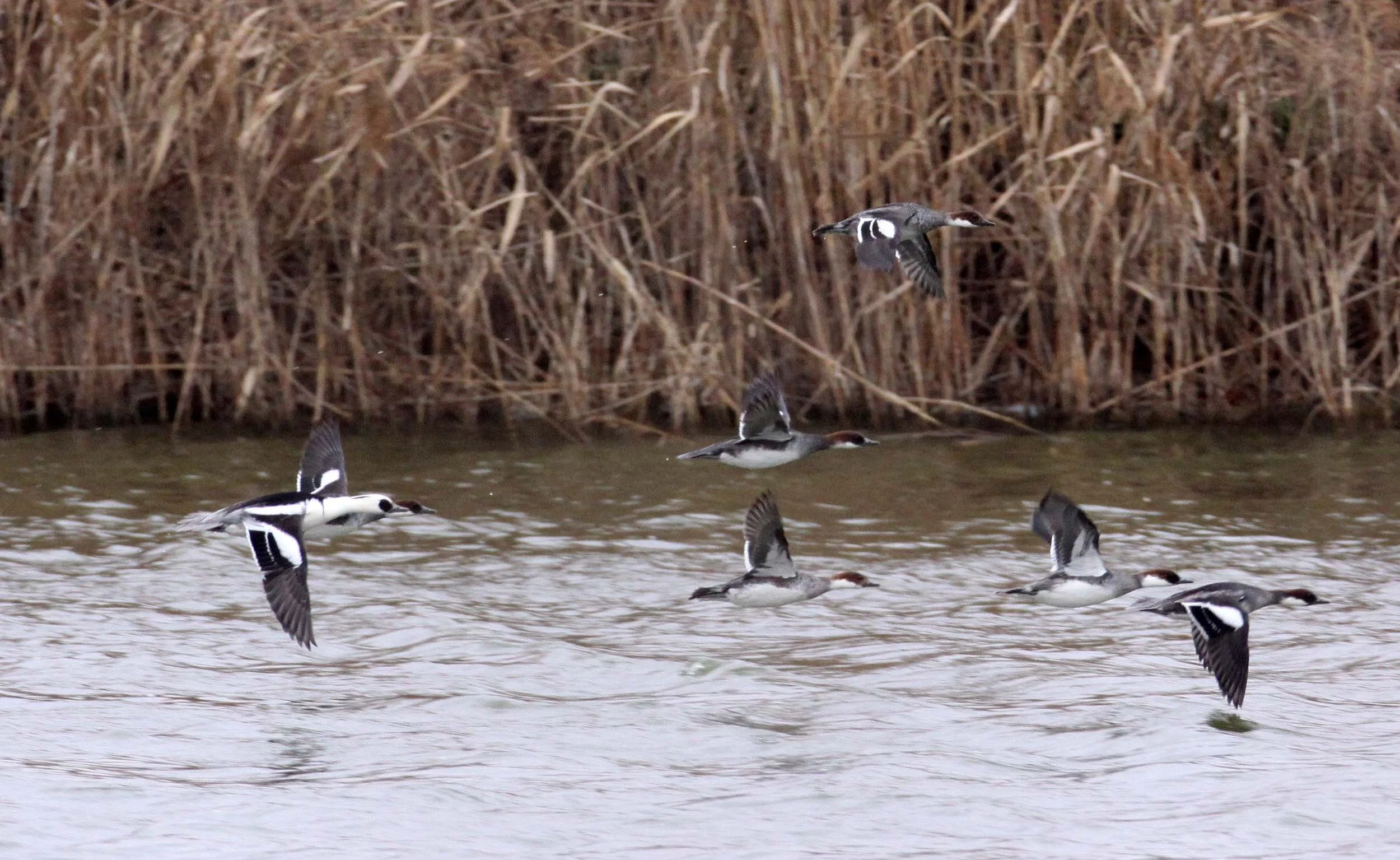SMEW - Mergellus albellus - YANCHENG CHINA (5).JPG