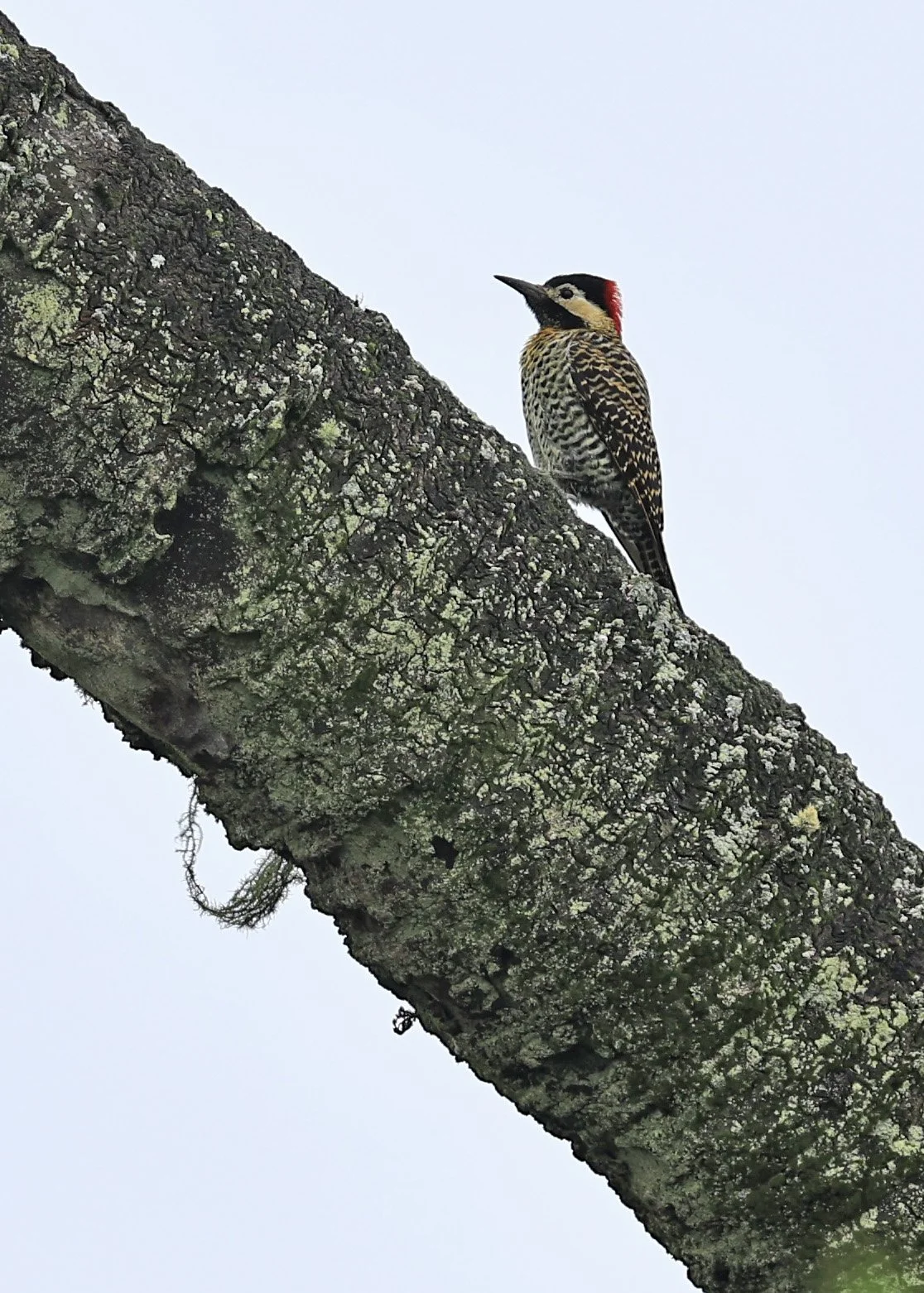Green-barred Woodpecker - El Palmar National Park, Entre Rios, Argentina.jpg