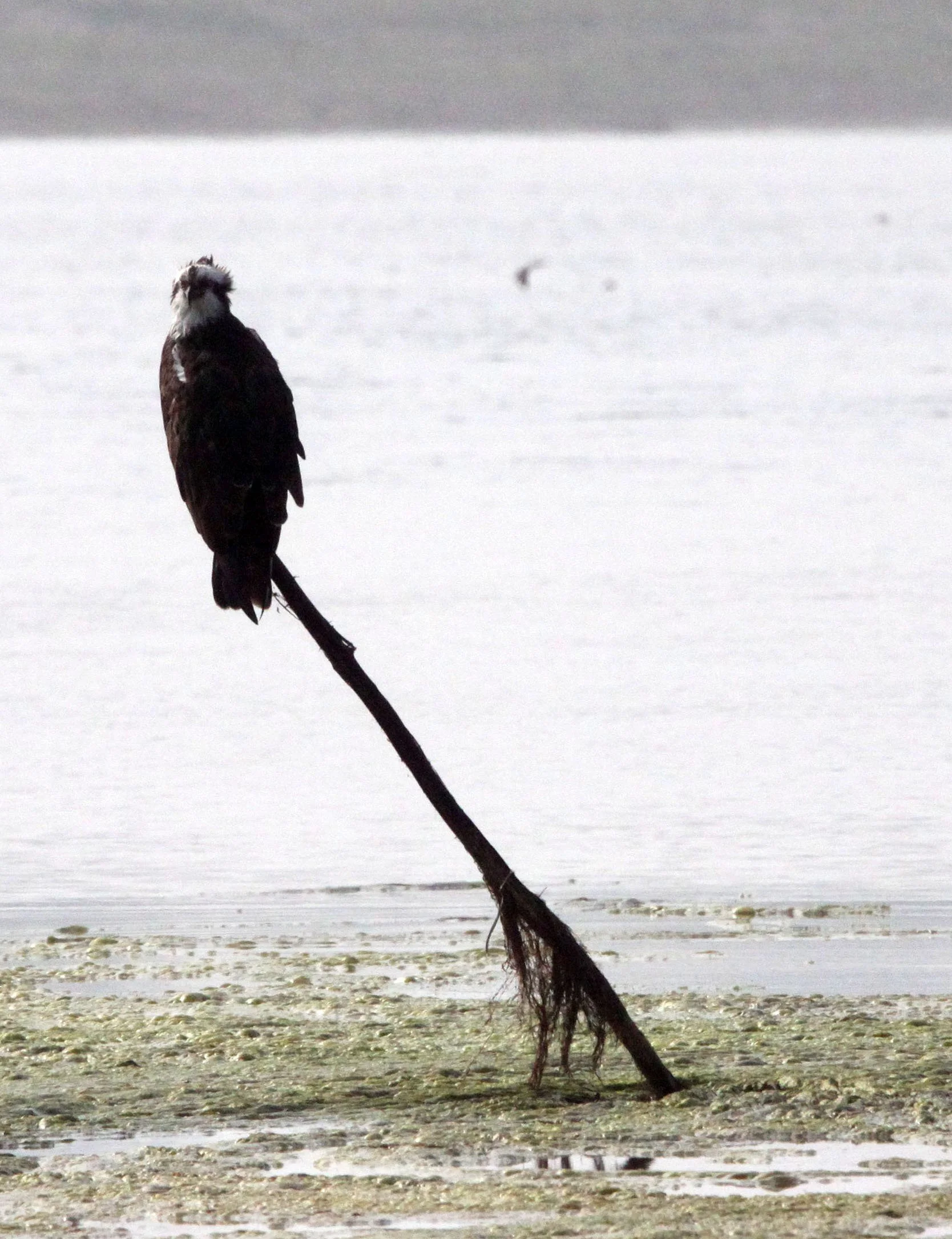 Pandion haliaetus - OSPREY - CHAMBAL RIVER SANCTUARY INDIA (16).JPG