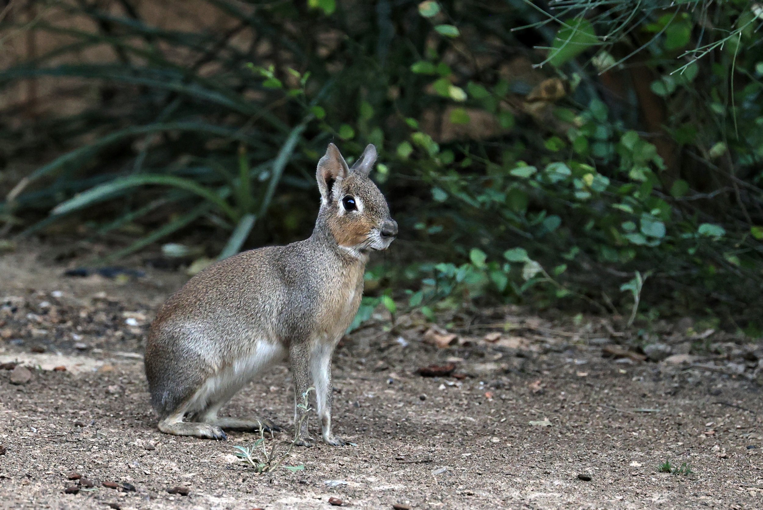 Chacoan Mara (Dolichotis salinicola) Hotel Campestre Iparoma Paraguay (40).jpg