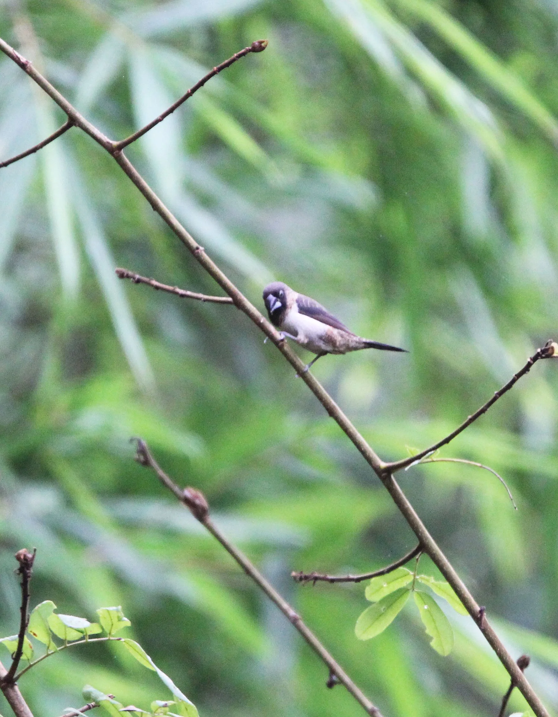 MUNIA - WHITE-RUMPED MUNIA - Lonchura striata - KAENG KRACHAN NATIONAL PARK THAILAND (3).JPG