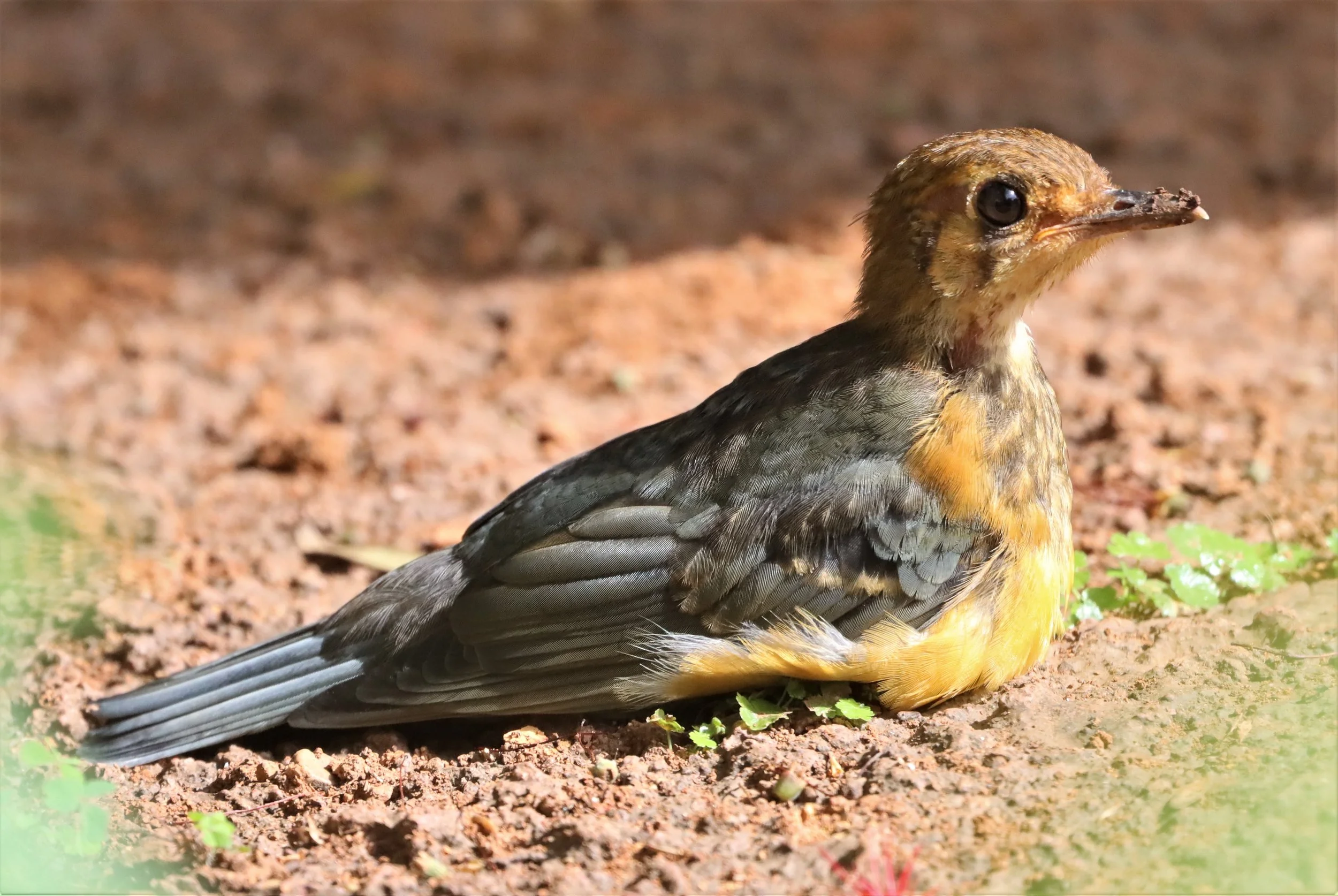 Orange-headed Thrush (Zoothera citrina) Doi Ang Kang Chiang Mai (14).jpg