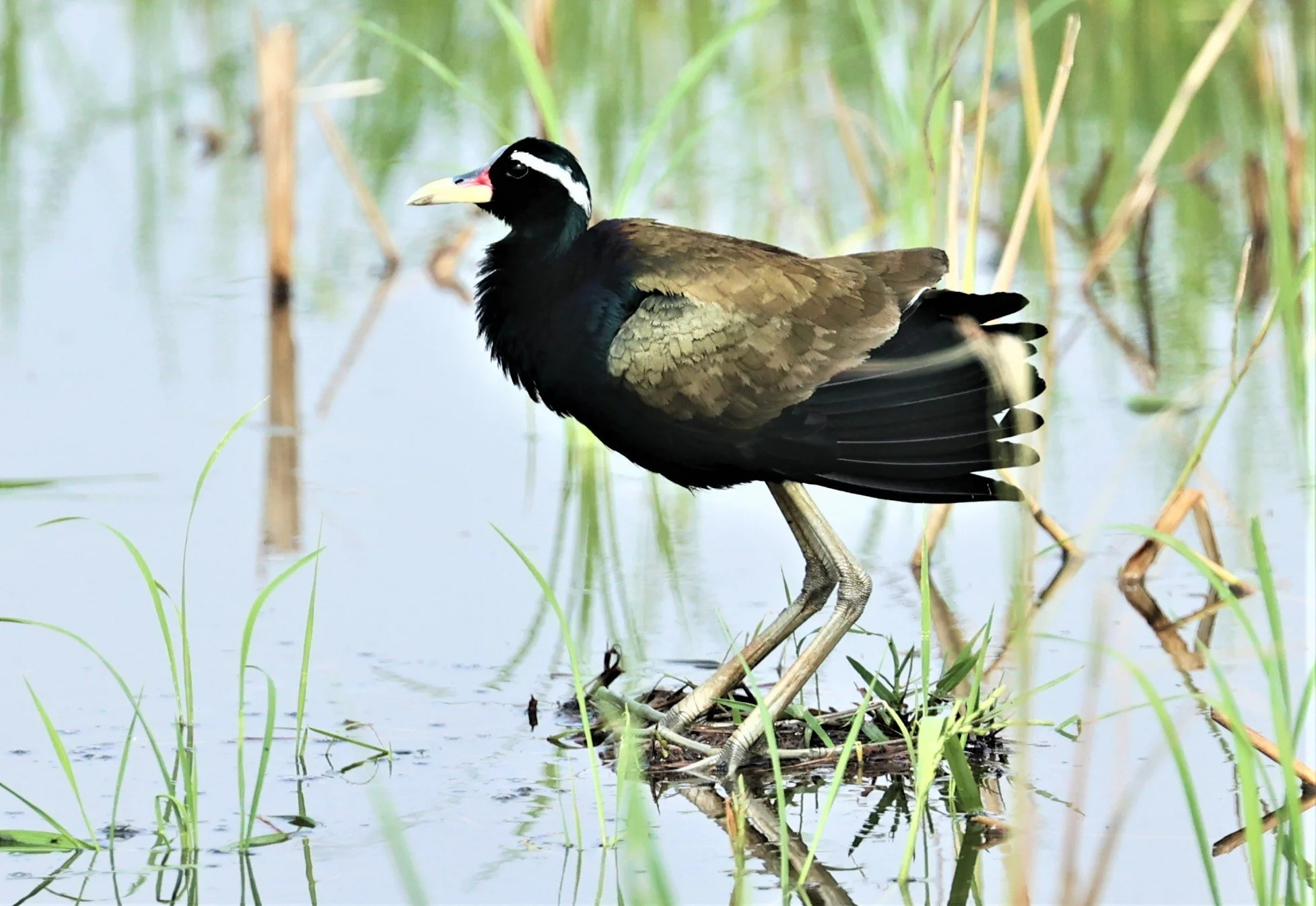 JACANA - BRONZE-WINGED JACANA - Metopidius indicus - PATHUM THANI RICE RESEARCH CENTER MAY 7 2022 (14).jpg