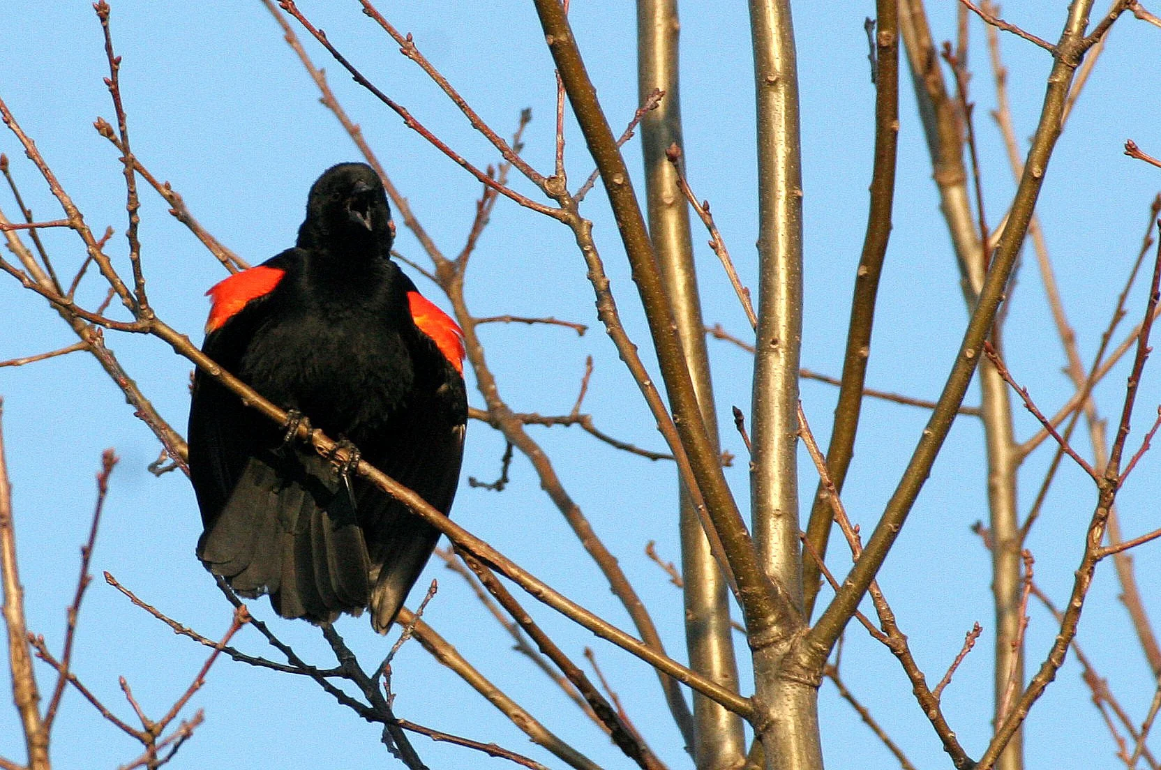Red-winged Blackbird (Agelaius phoeniceus) Danada Preserve Wheaton Illinois (5).JPG