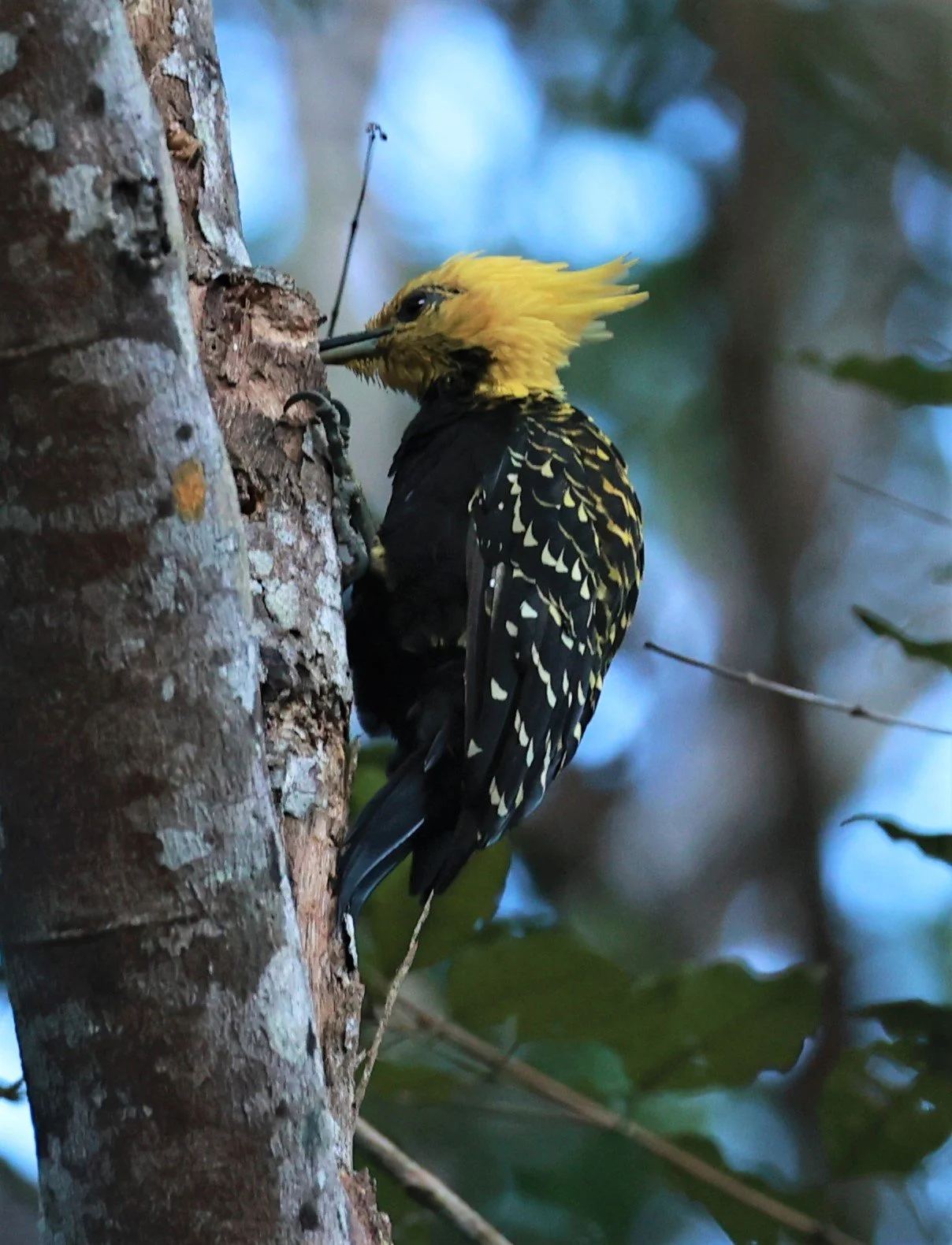 Woodpecker - Blonde-crested Woodpecker - Celeus flavescens - Espirito Santo, Santa Teresa, Pousada Vita Verde (9).jpg